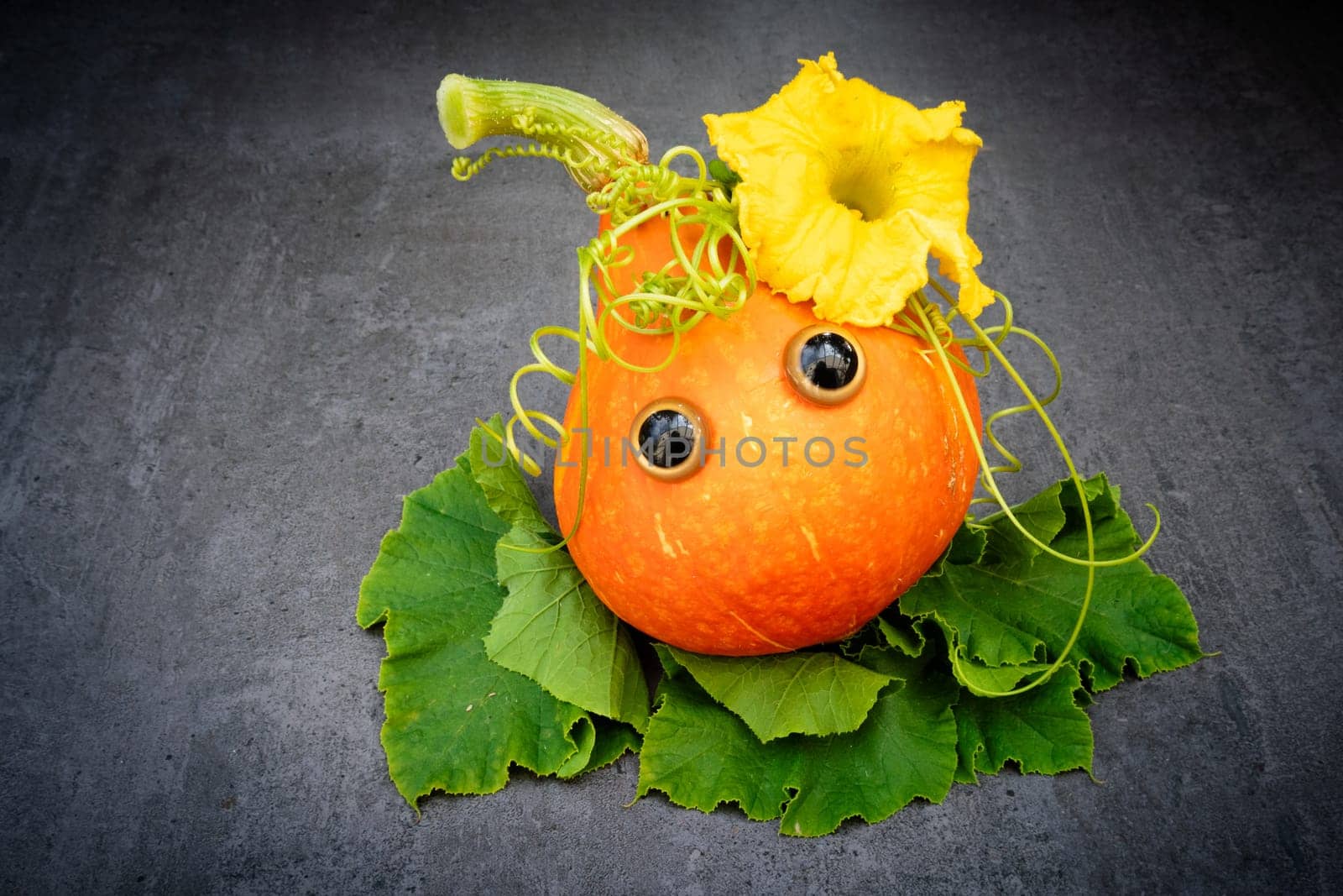 Funny red kuri squash with googly eyes on leaves over dark background