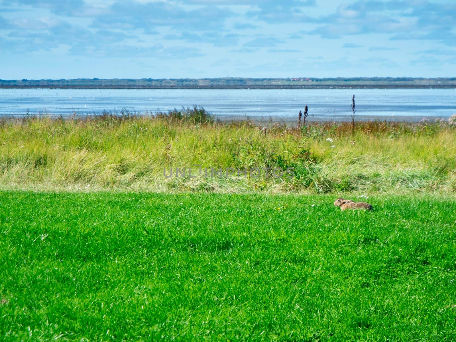 North German shore landscape on the Wadden Sea with a lying hare in the salt marshes near the town of Esens-Bensersiel.