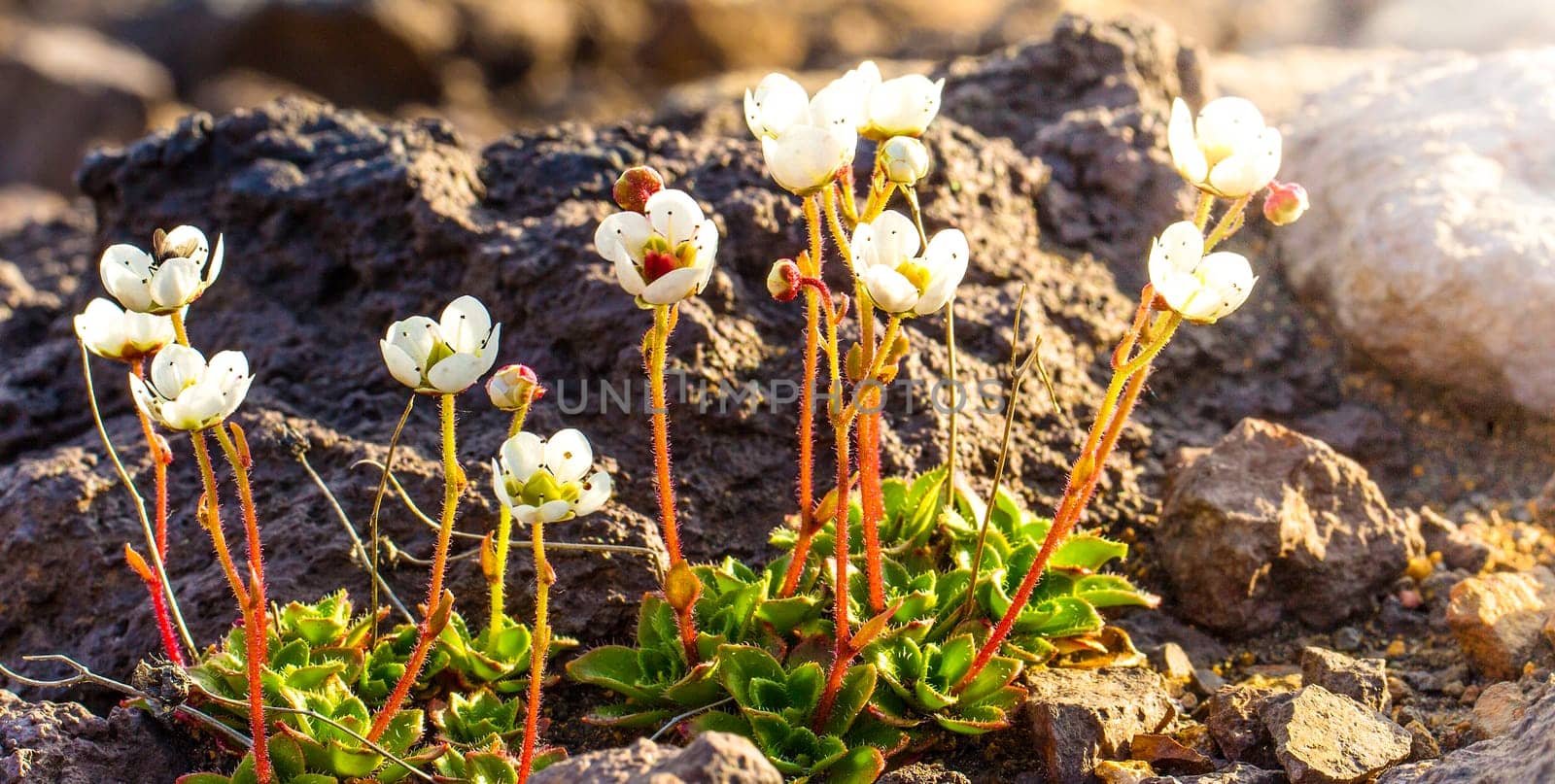 The Saxifraga merkii mountain plants grow on the ancient basaltic lavas