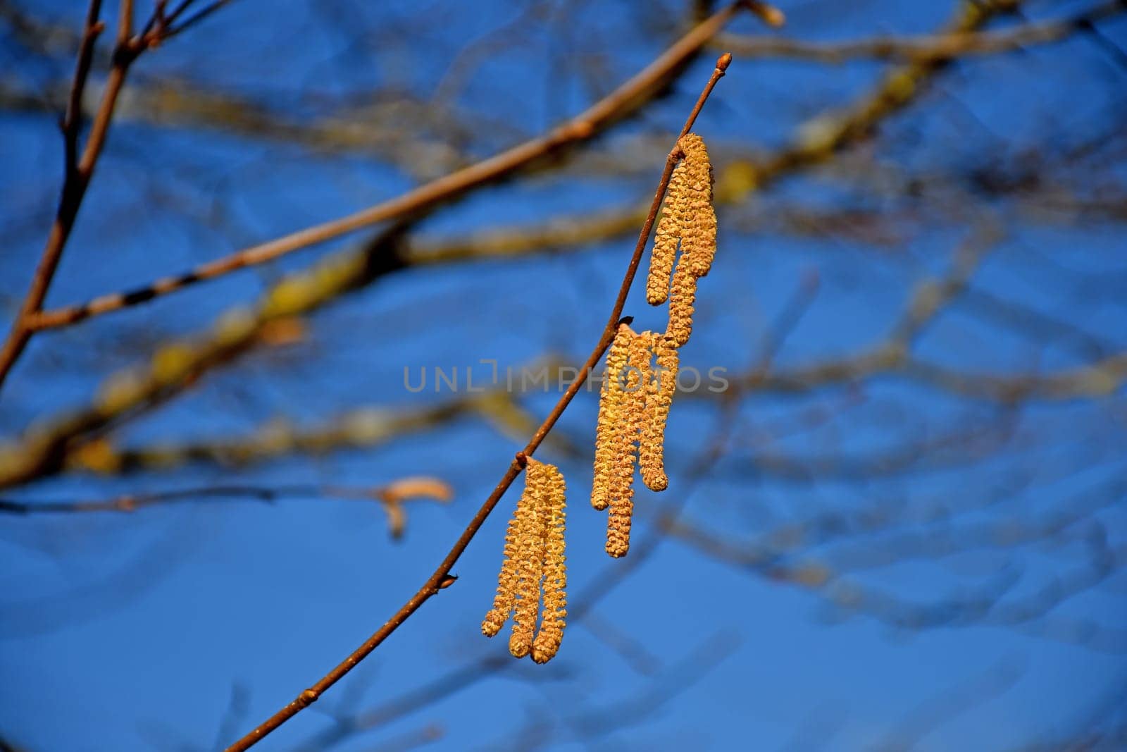 Hazelnut blossom in Germany in wintertime