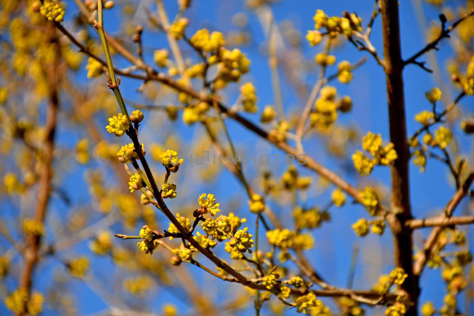 dogwood blossom in spring in Germany, Chinese medicinal tree
