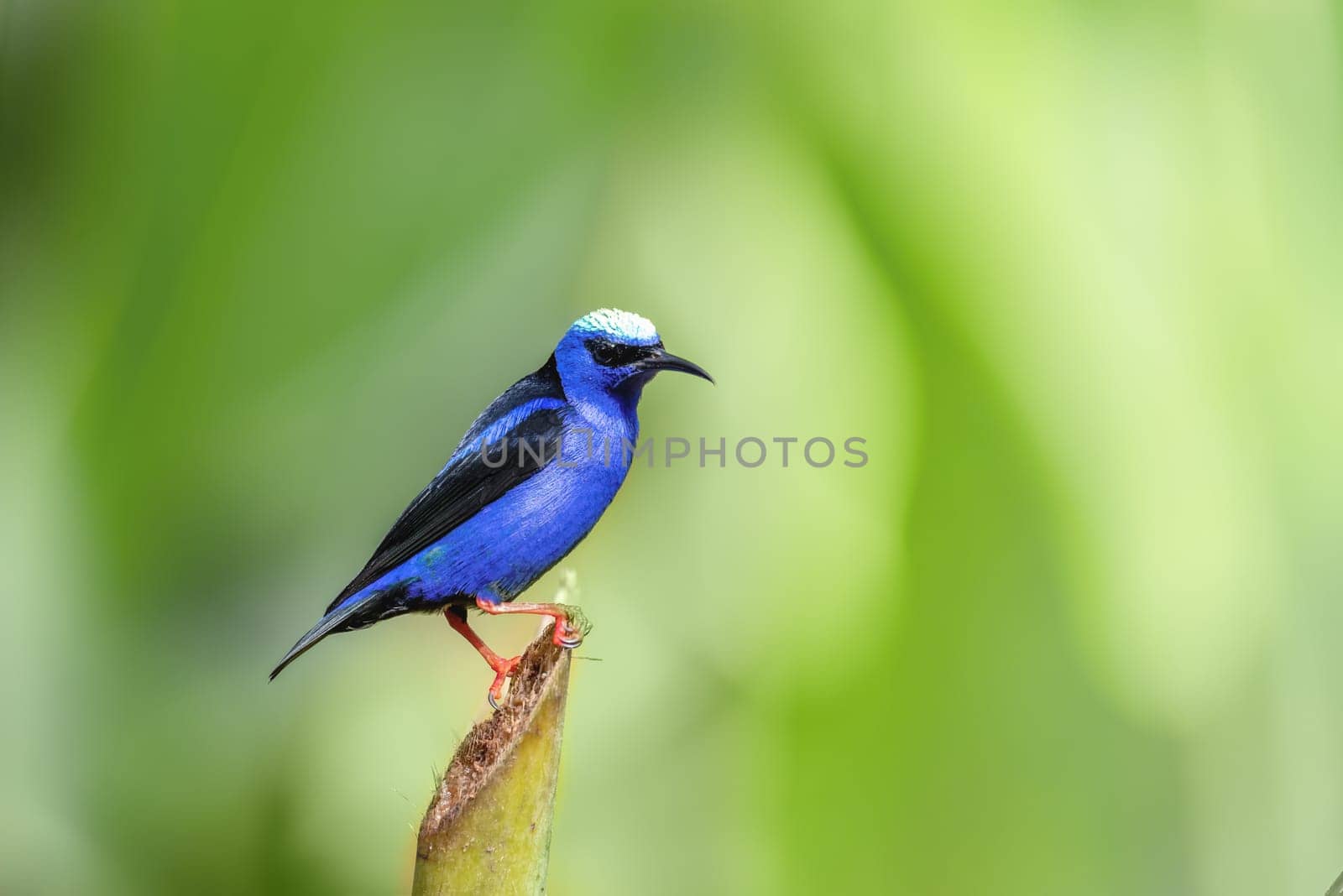 Small bird Red-legged honeycreeper (Cyanerpes cyaneus), La Fortuna, Volcano Arenal, Wildlife and birdwatching in Costa Rica.