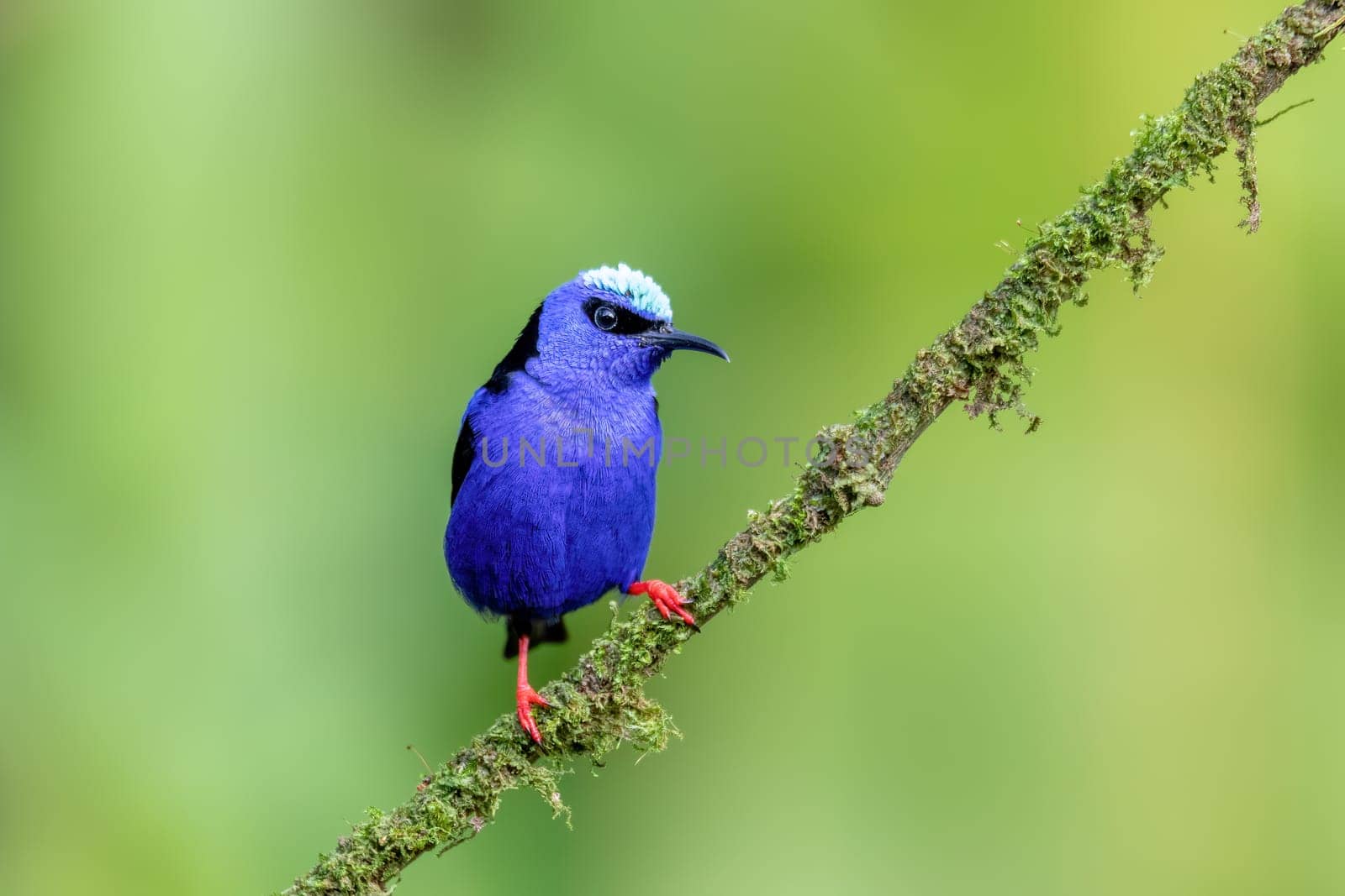 Small bird Red-legged honeycreeper (Cyanerpes cyaneus), La Fortuna, Volcano Arenal, Wildlife and birdwatching in Costa Rica.