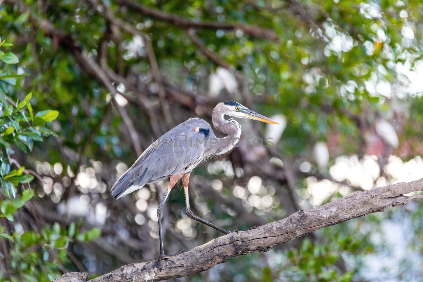 Great blue heron (Ardea herodias), River Rio Tenorio, Wildlife and birdwatching in Costa Rica.