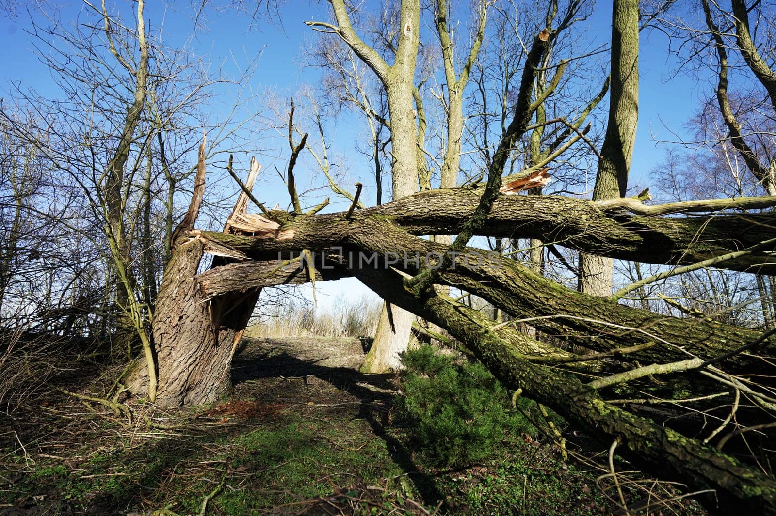 Huge tree that fell over in a strong storm