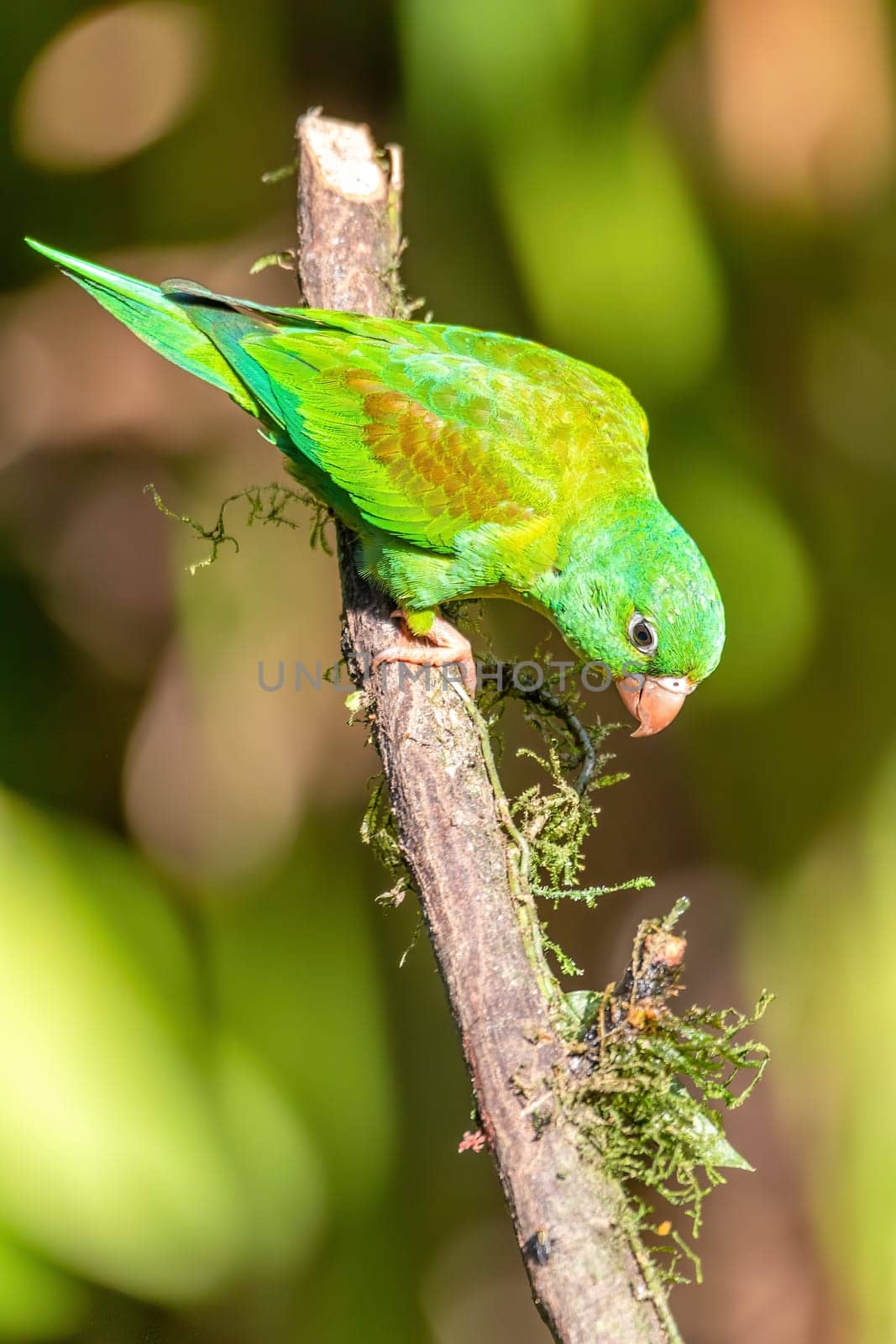 Small green parrot Brotogeris jugularis, tirika tovi, La Fortuna, Volcano Arenal, Wildlife and birdwatching in Costa Rica.