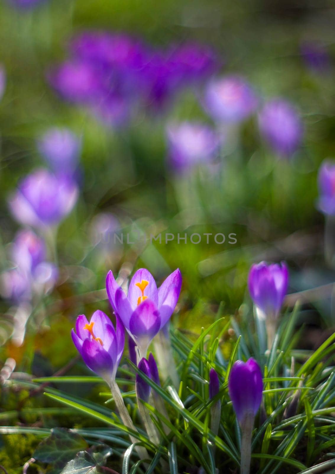 crocus - one of the first spring flowers in the garden