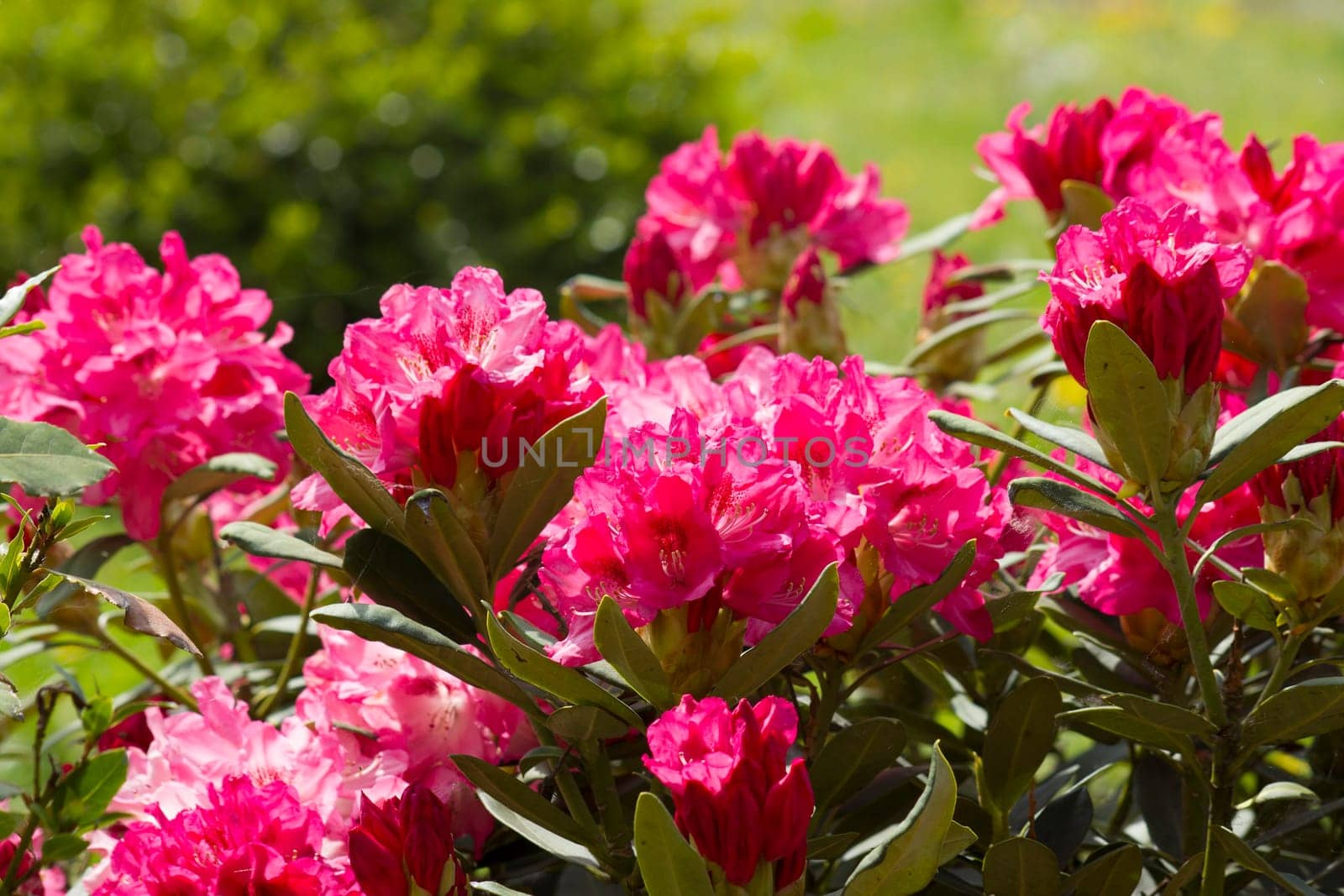 bush of rhododendron in the garden