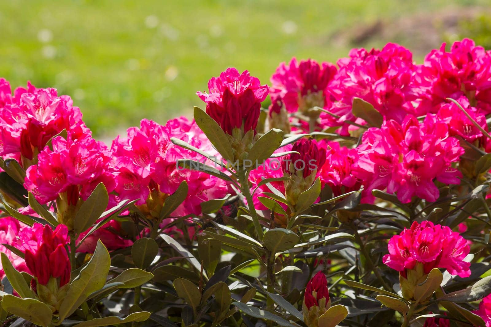 bush of rhododendron in the garden