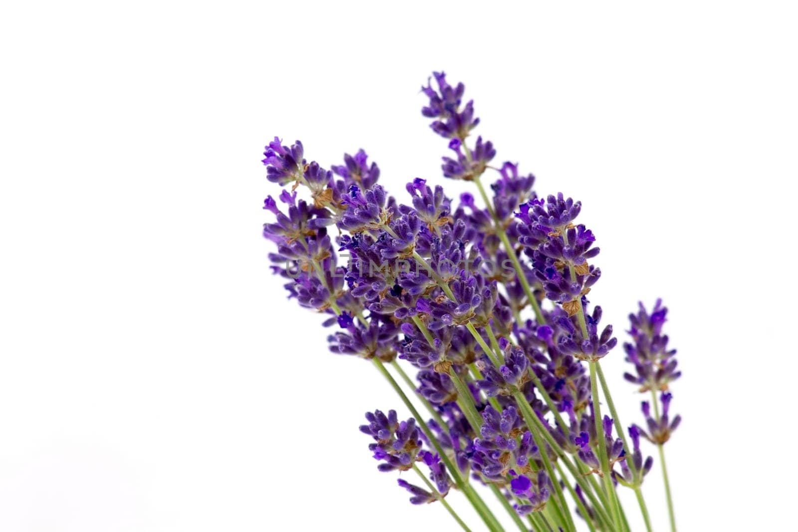 Bunch of lavender flowers on white background