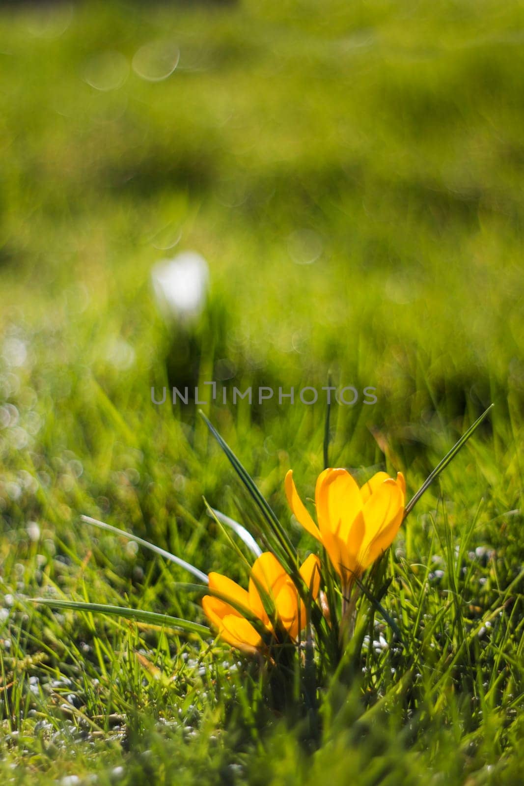 crocus - one of the first spring flowers in the garden - soft focus
