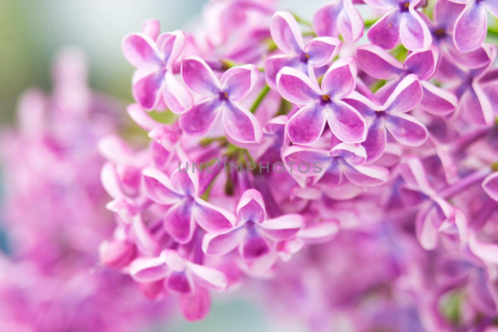 Blooming lilac flowers. Macro photo.