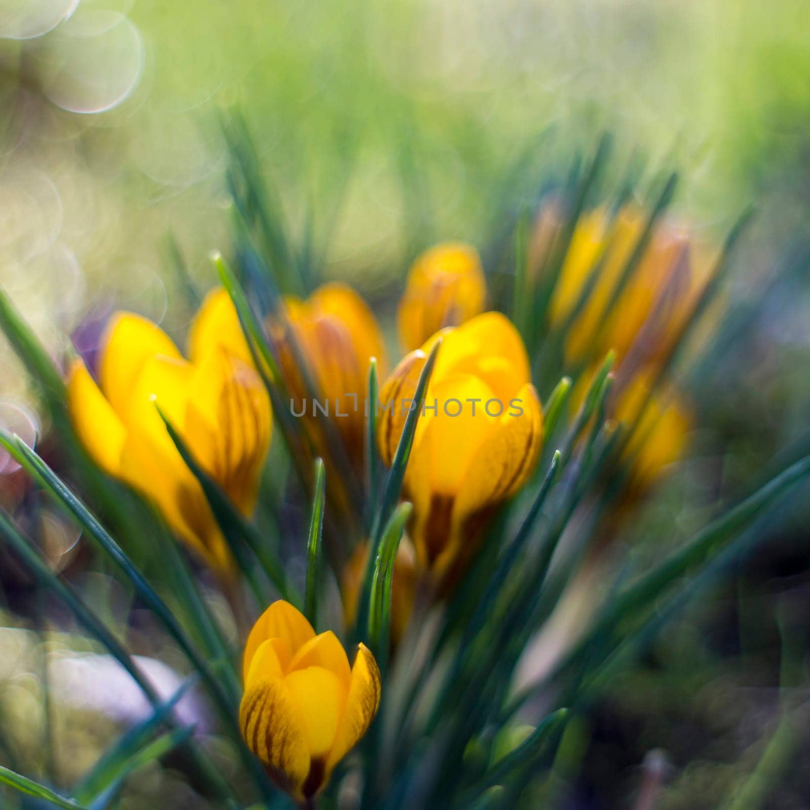 crocus - one of the first spring flowers in the garden - soft focus