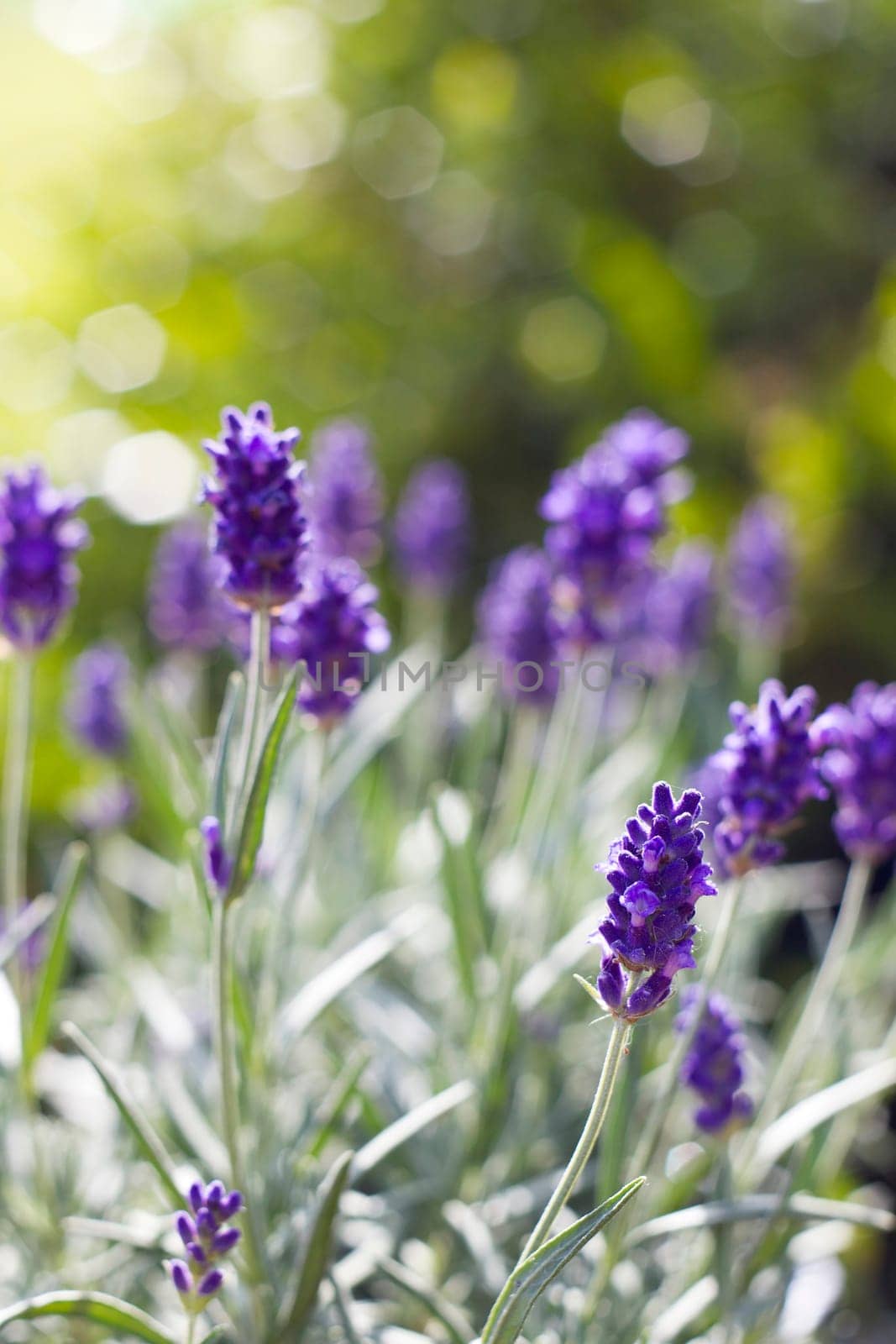 lavender flovers in the garden - soft focus