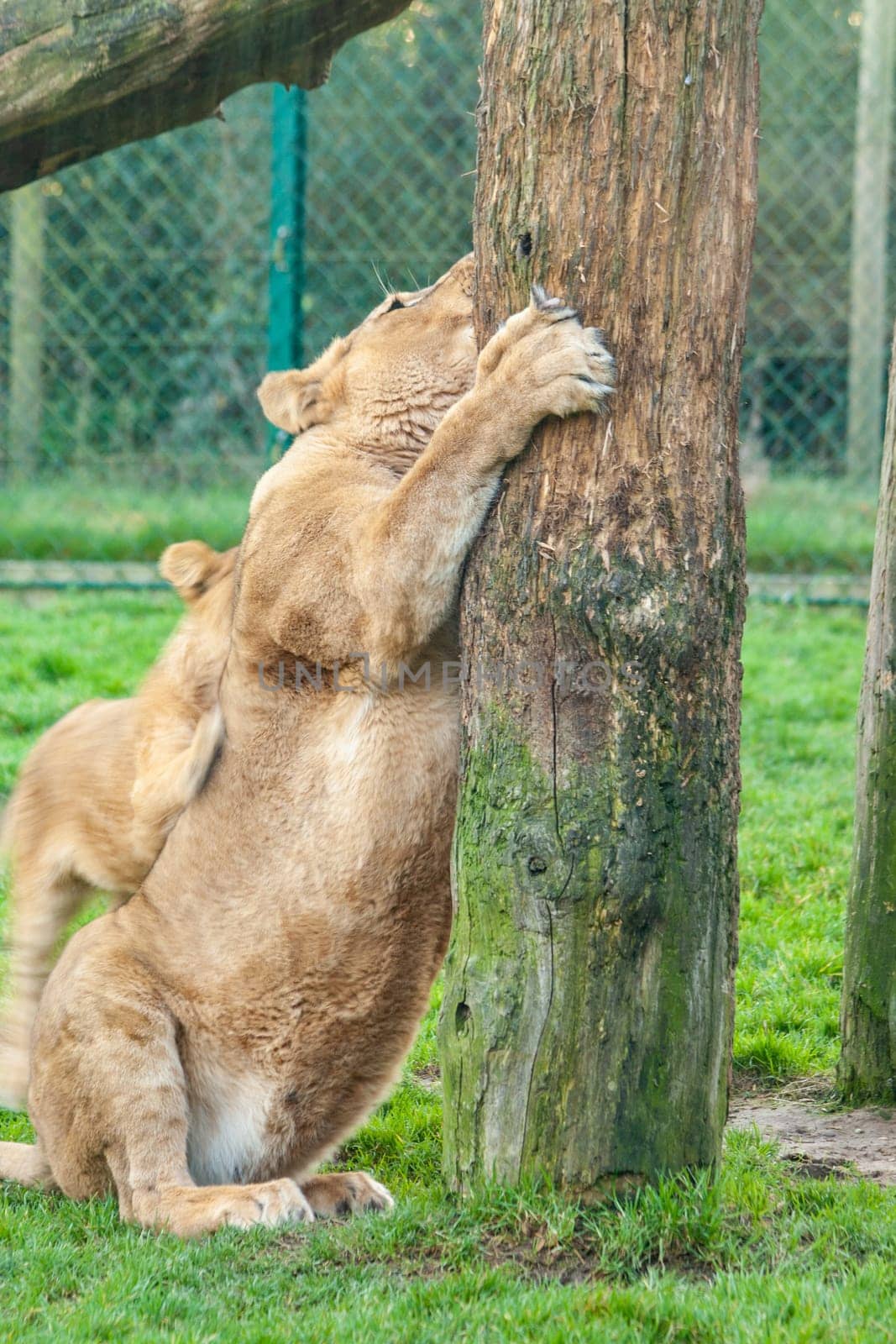 A vertical shot of a female lion clinging on a tree