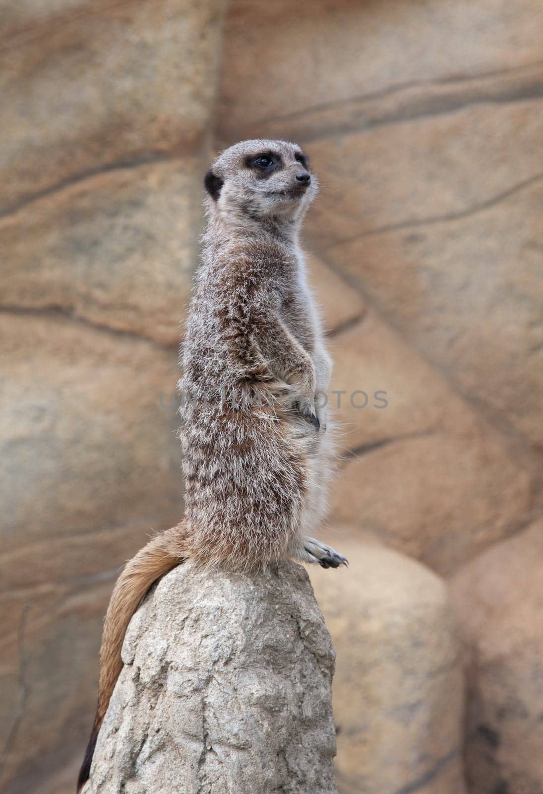 An alert meerkat standing on a stone on guard observing the surrounding