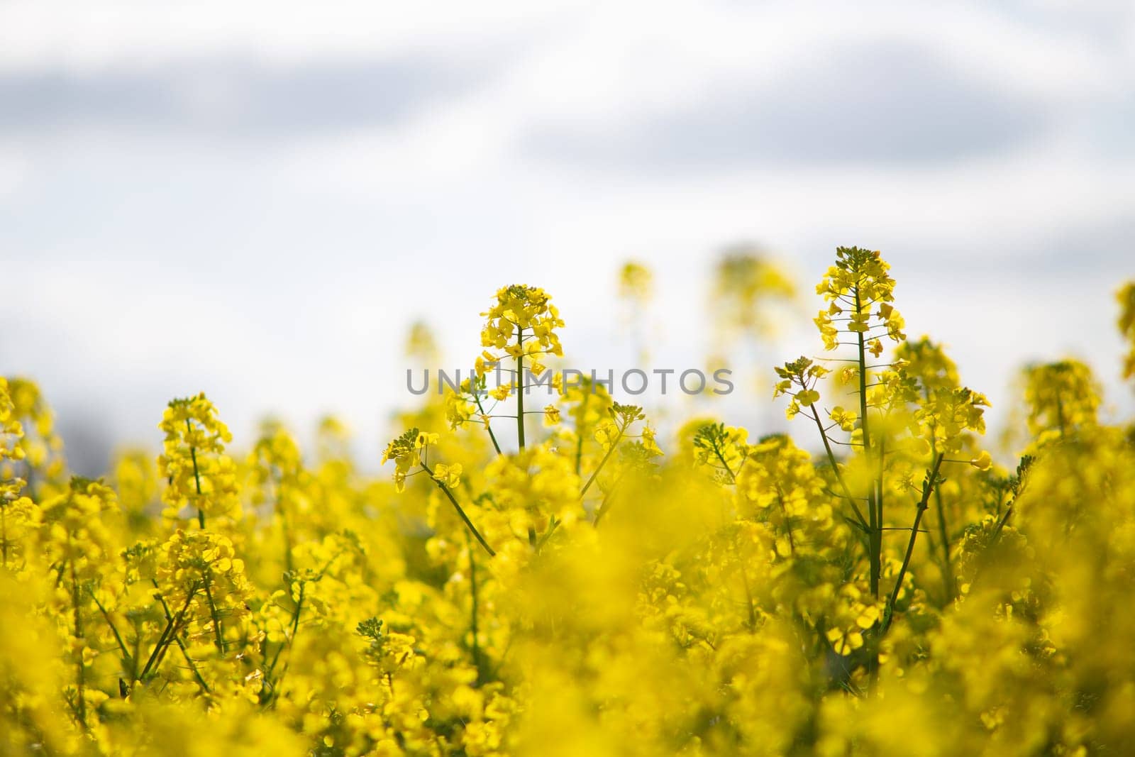 A closeup shot of blooming rapeseed flowers