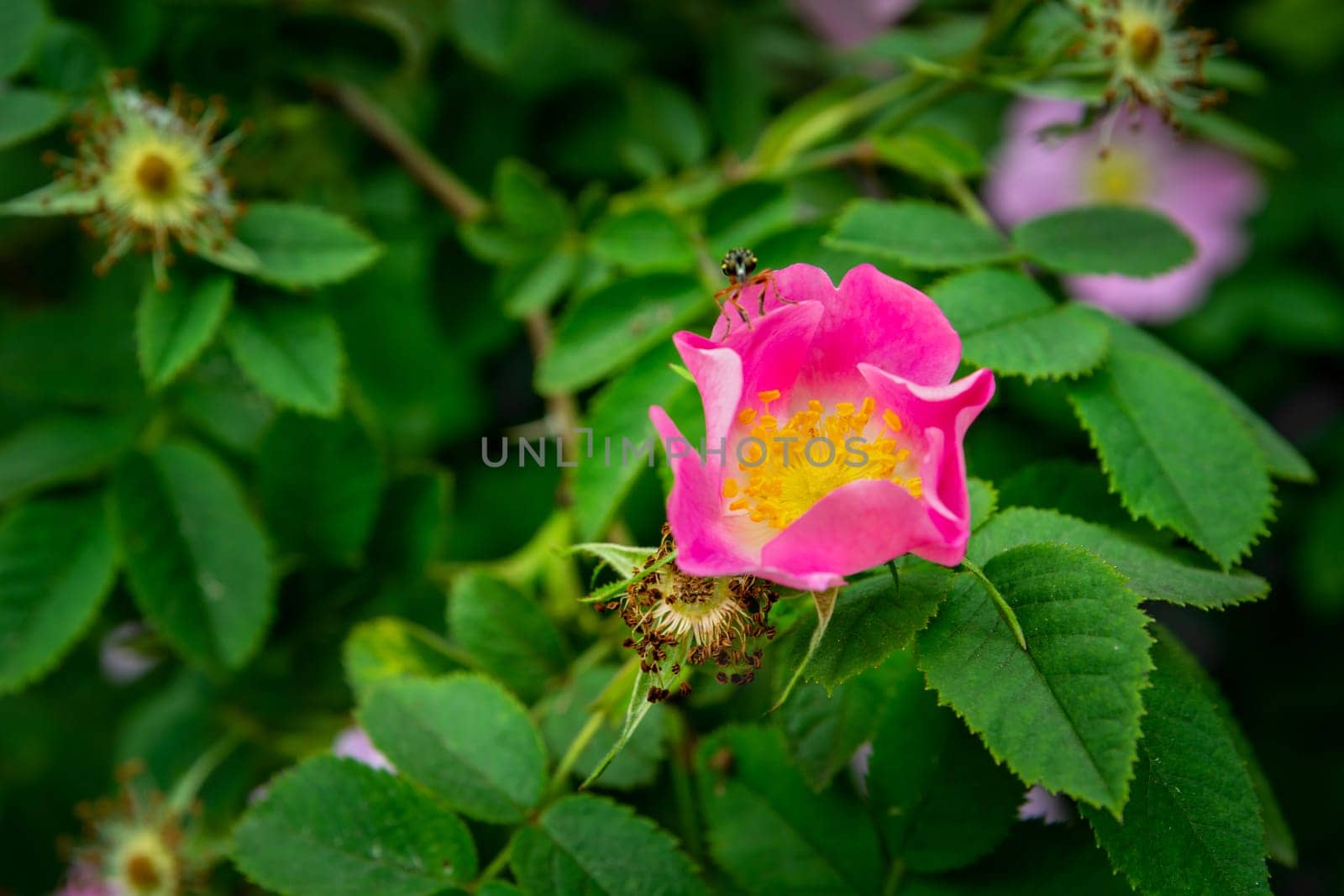 Pink rosehip flower among green leaves, spring day