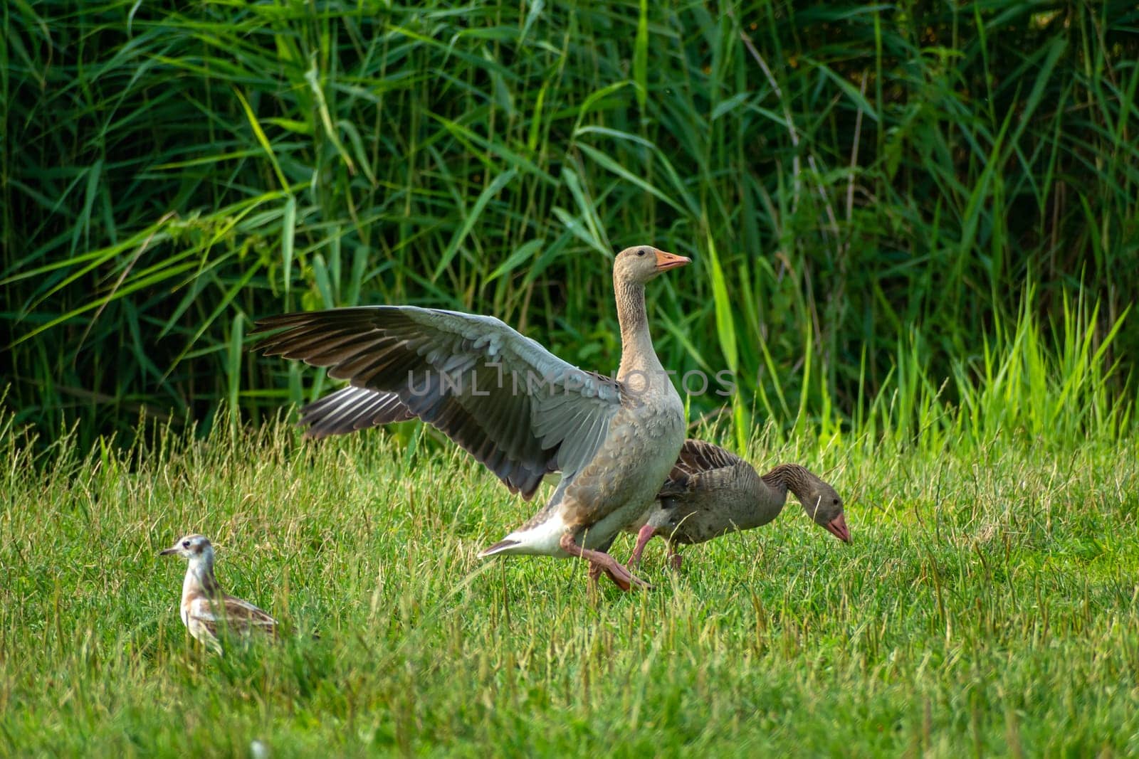 Greylag goose on the green grass, Stankow, Poland