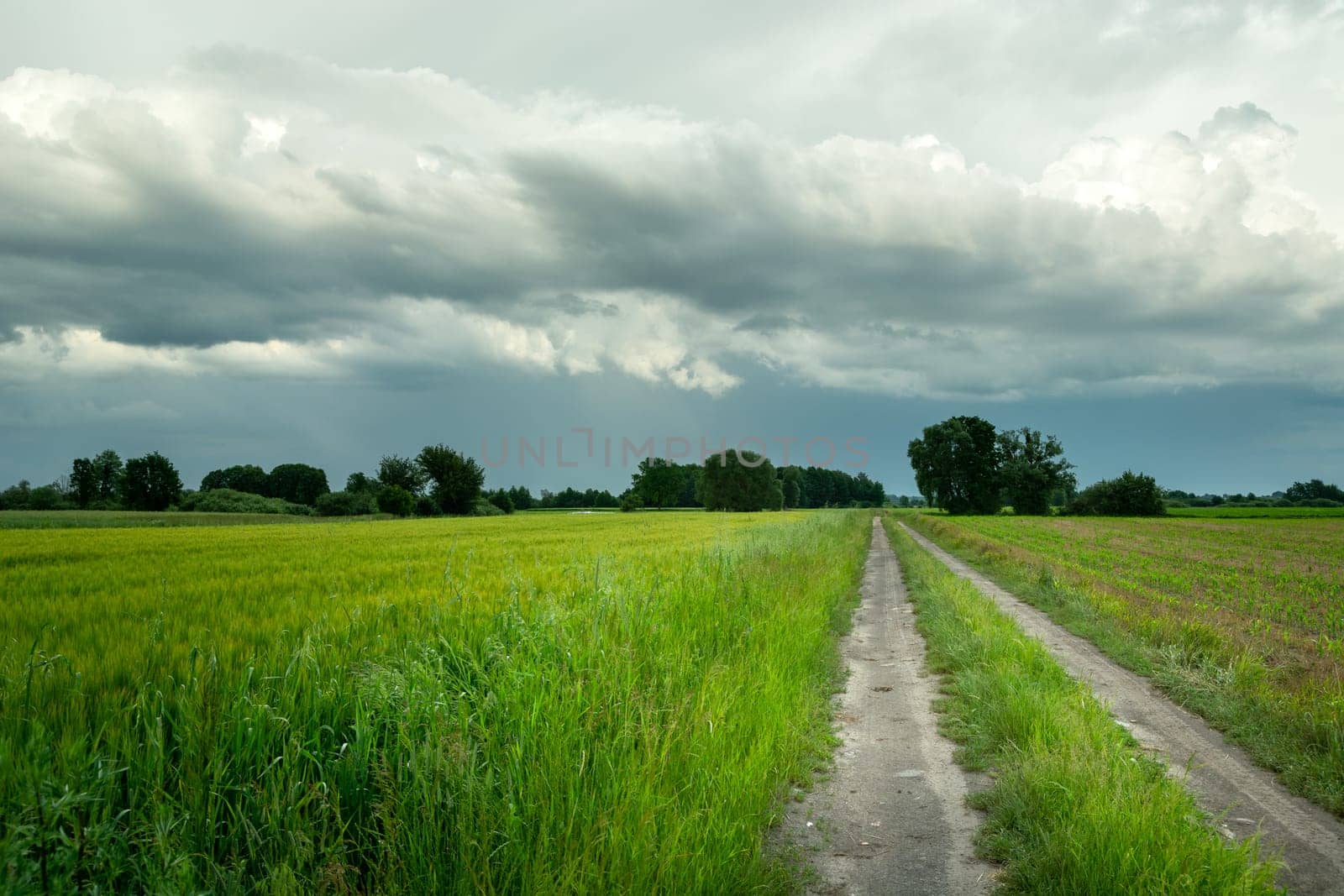 Rural road through green fields and cloudy sky, Nowiny, Lubelskie, Poland