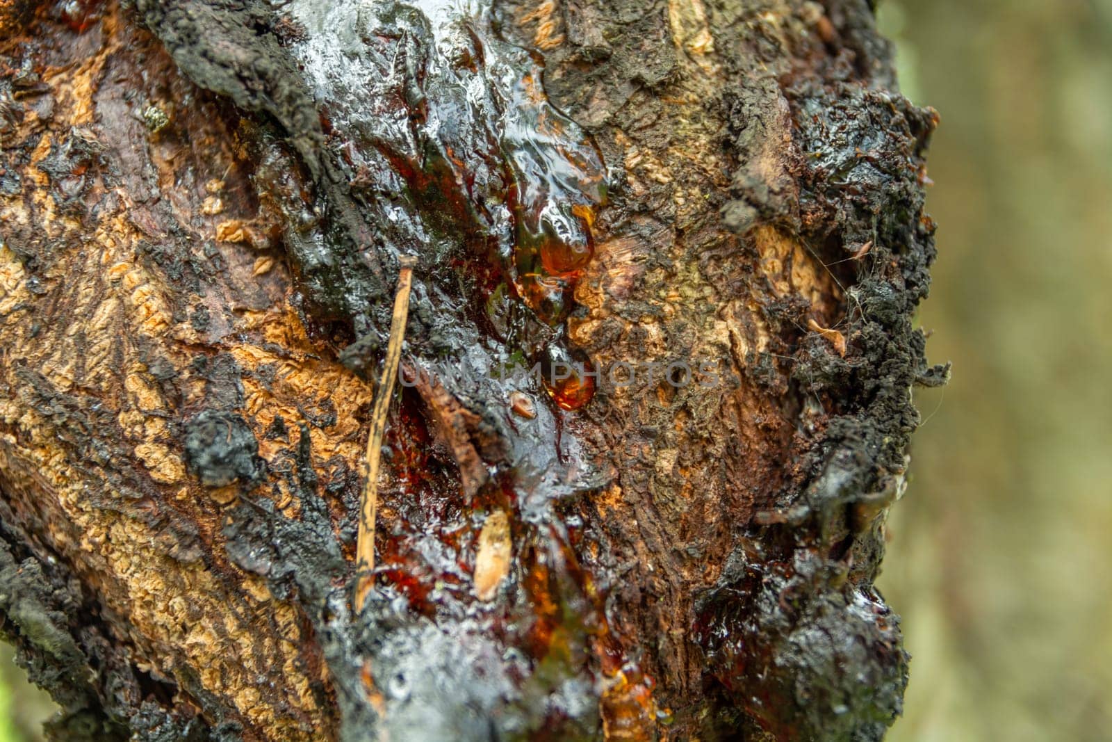 A drop of resin on a tree trunk, summer day