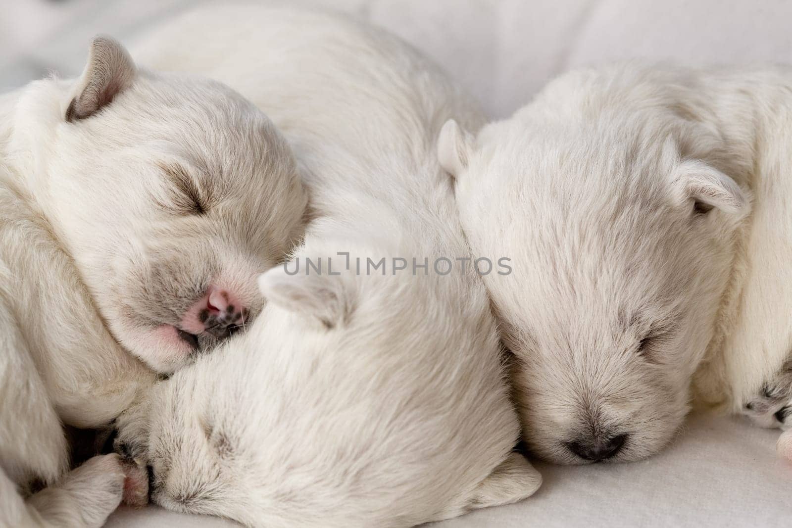 A closeup shot of cute white puppies sleeping while lying close to each other on a couch