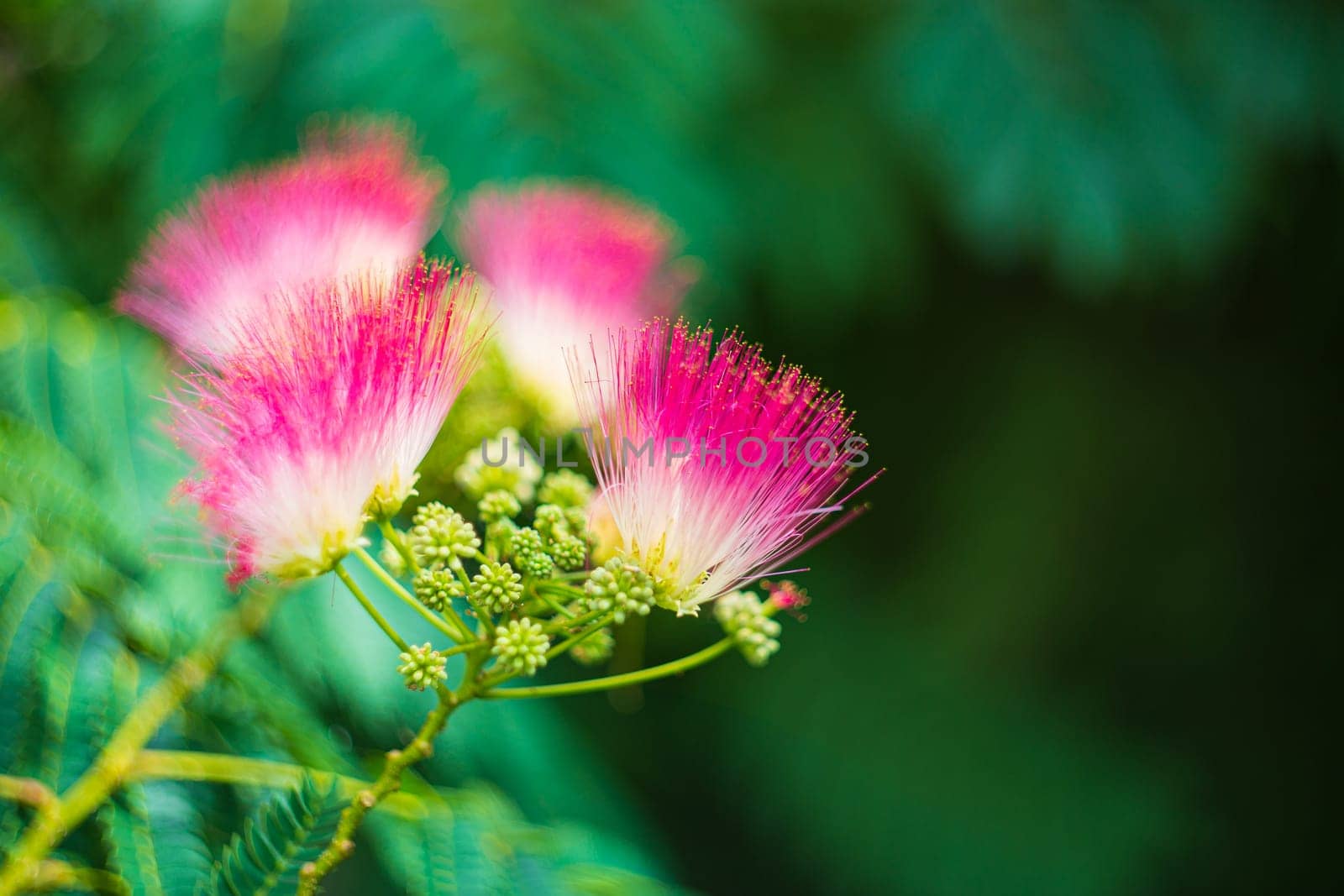 A selective focus shot of an albicia