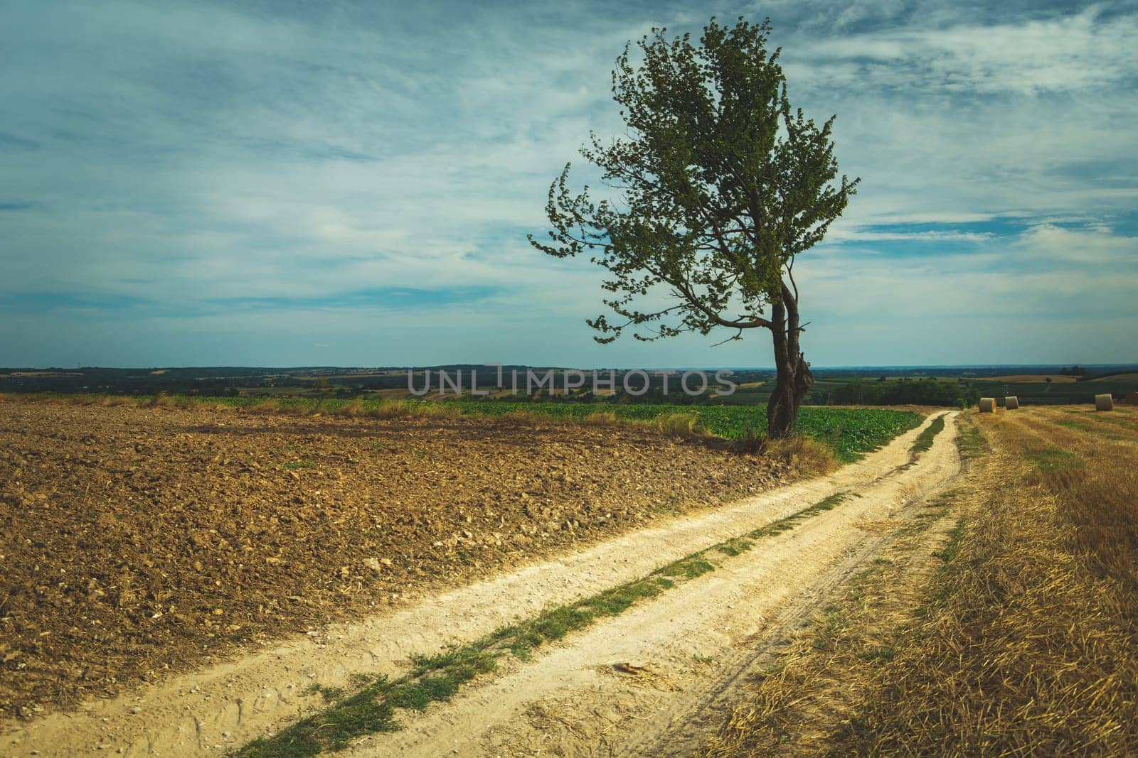 Lonely tree by a dirt road, Ostrzyca, Lubelskie, Poland