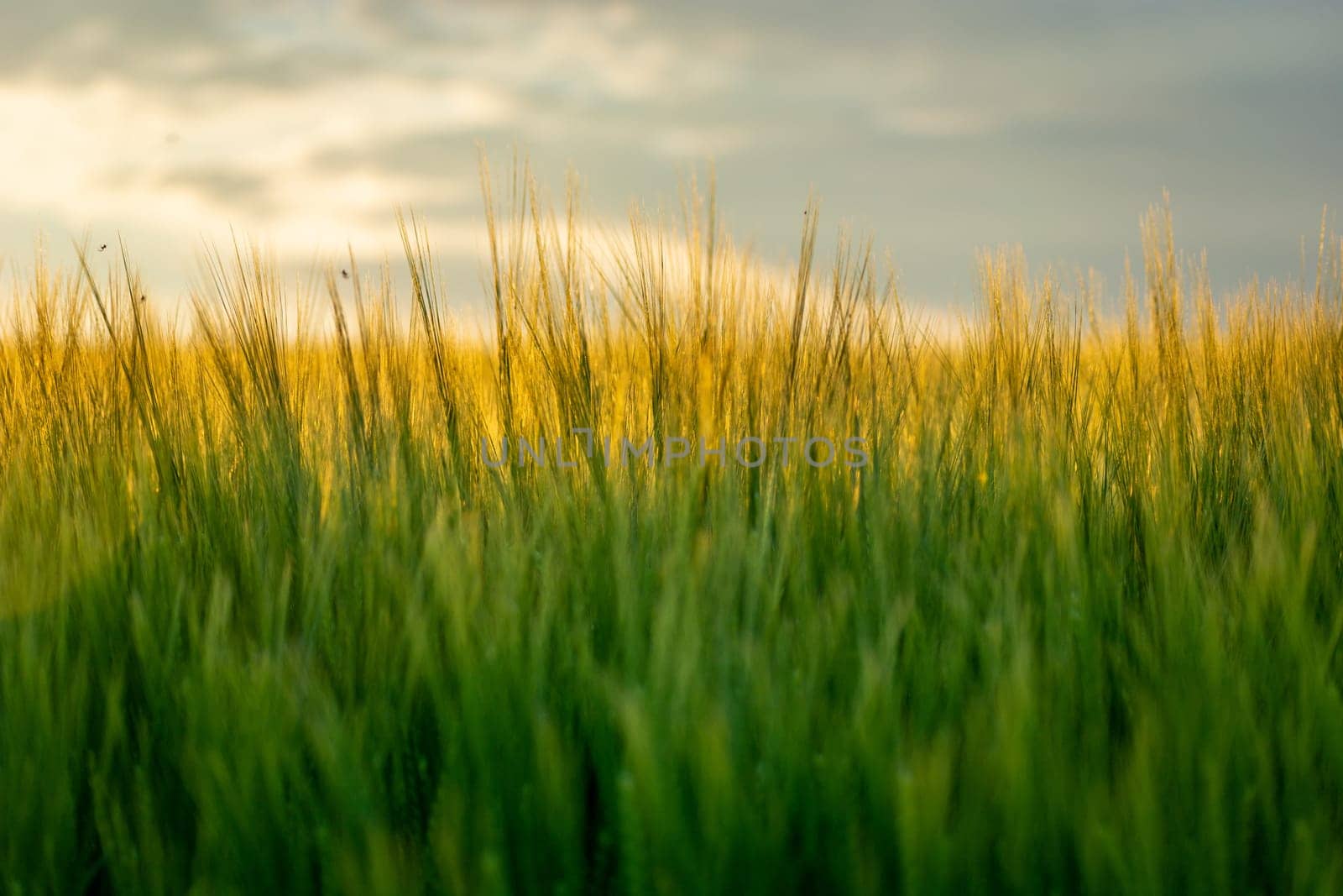 Cereal ears highlighted by the sun, spring evening