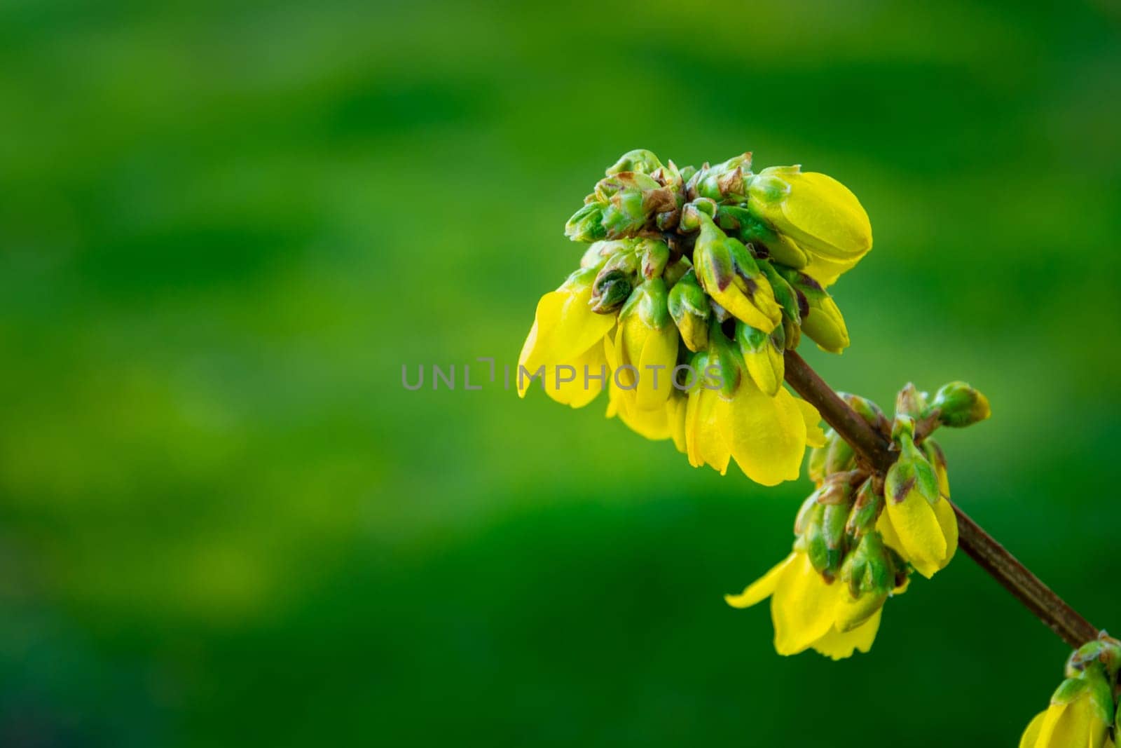 A bunch of yellow forsythia flowers on a twig, spring view