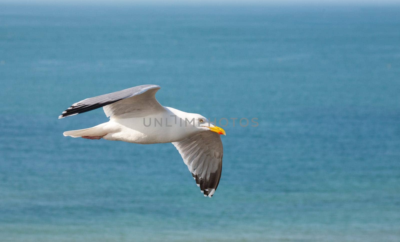The closeup of a gull flying over the beautiful blue ocean