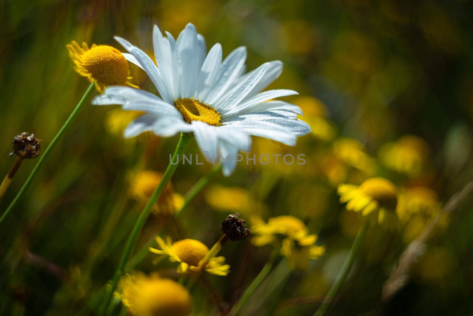 A closeup shot of a blooming daisy on a meadow