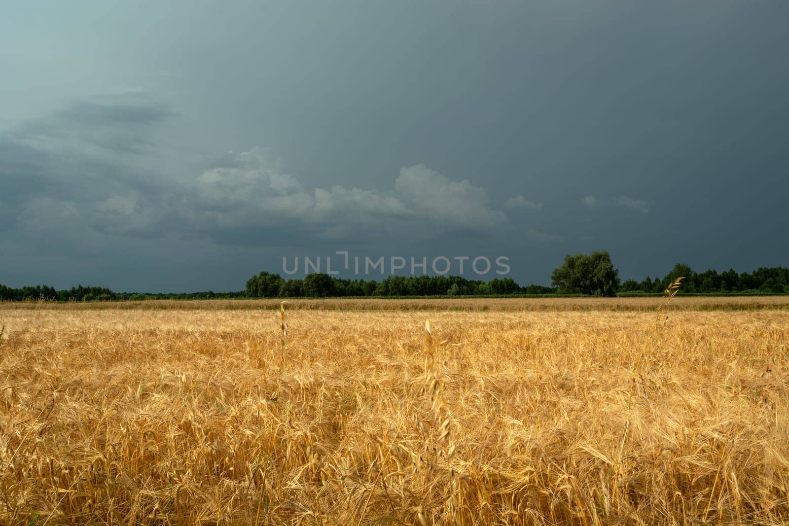 Grain field and cloudy sky, Nowiny, Lubelskie, Poland