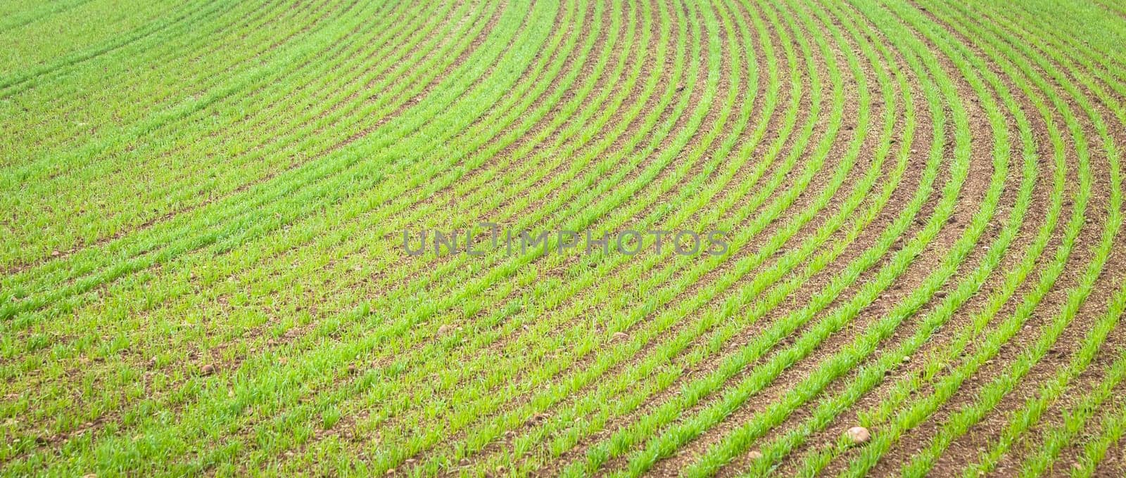 Natural environment background useful for concepts related to country and agriculture. Farmland detail with growing cultivation.