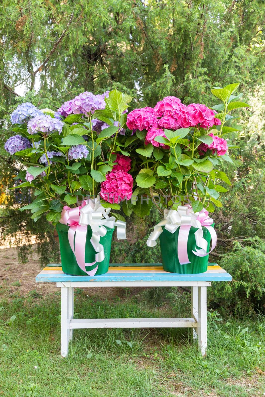 Ortensia flowers - Hydrangea - decoration garden. Romantic and delicate gift.