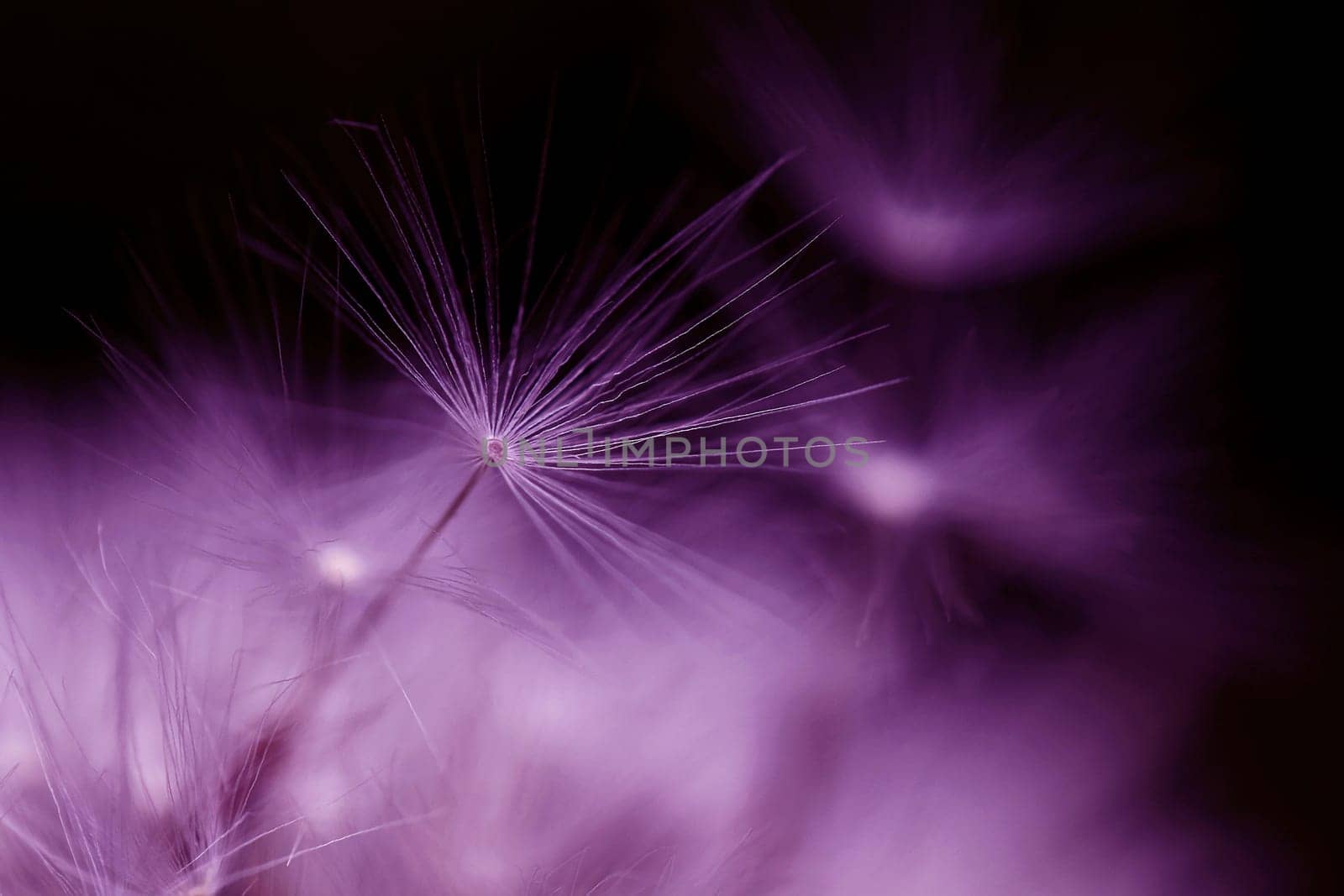 Close up of a faded dandelion in pink and purple