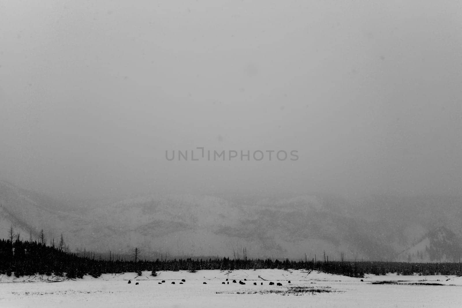 American bison herd in snowing Yellowstone National Park in winter