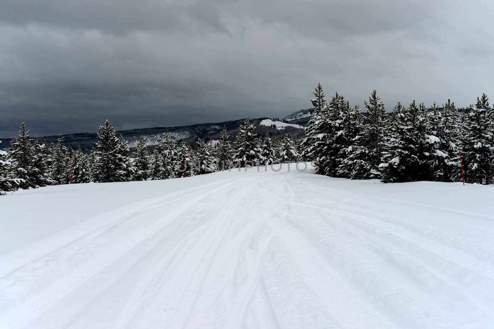Douglas Fir covered with snow in Yellowstone National Park