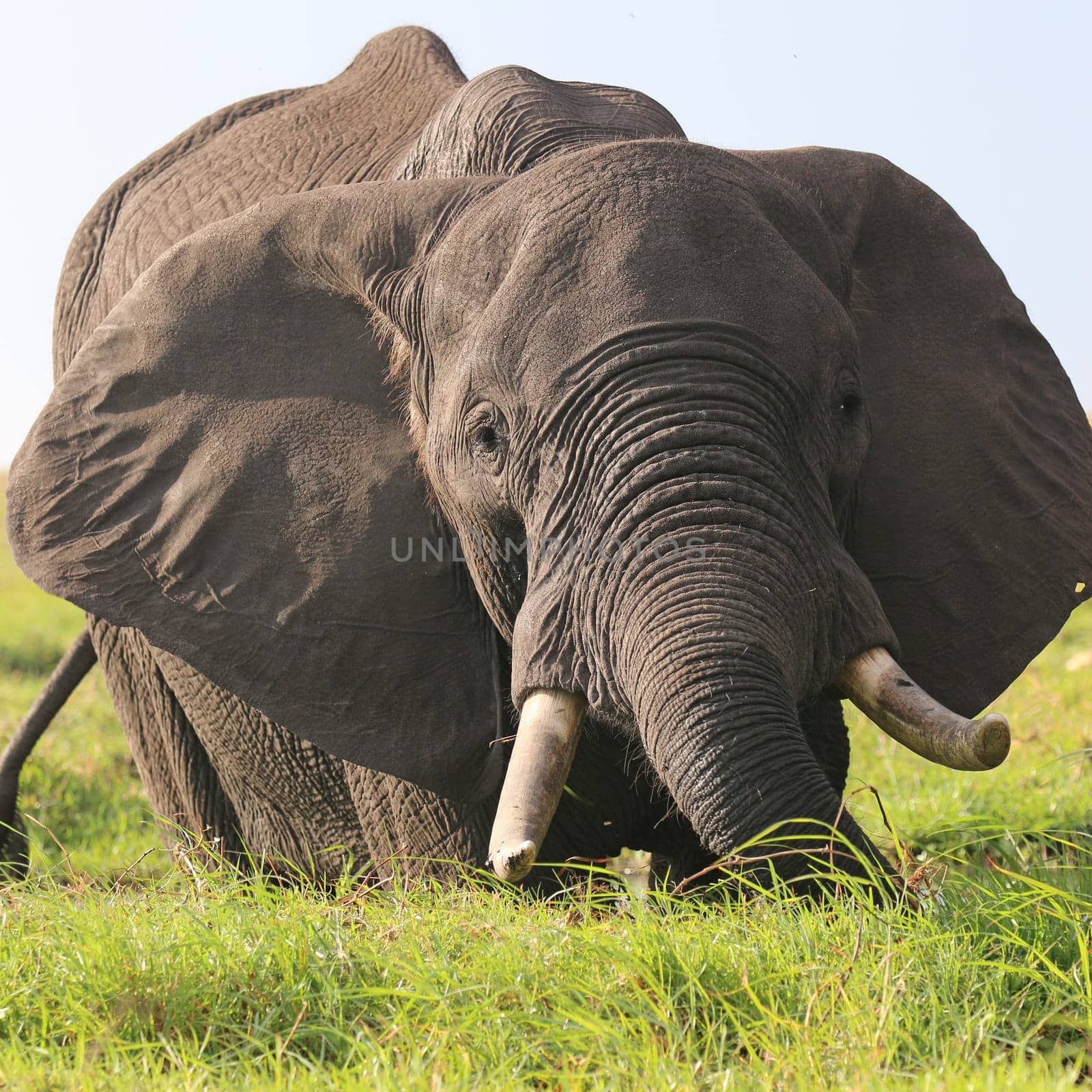 Elephants in Chobe Nationalpark. Botswana