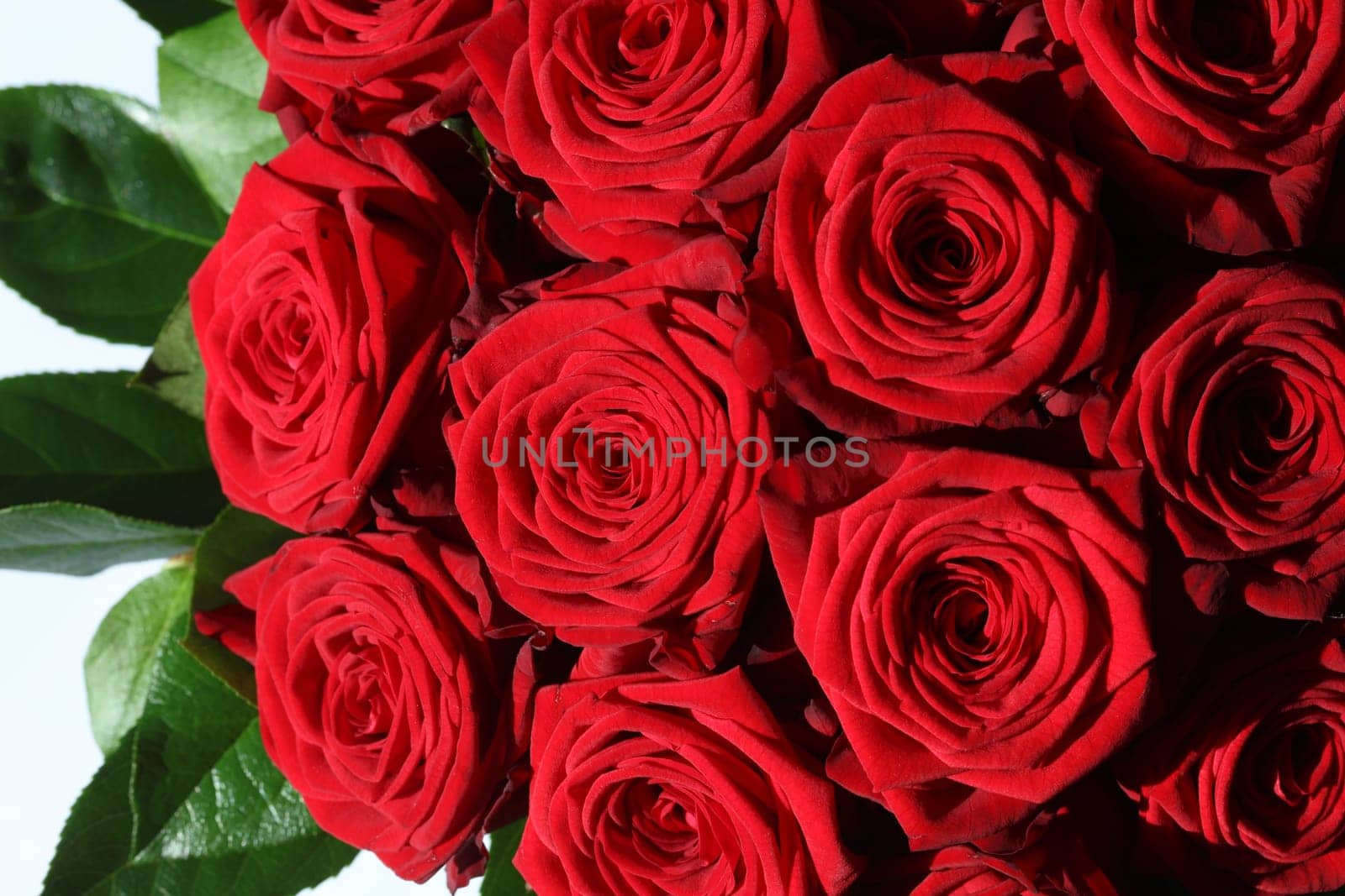 Bunch of red Roses