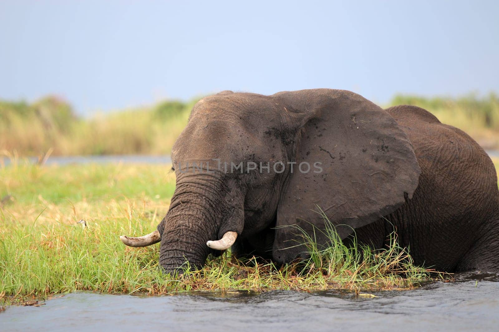 Elephants in Chobe Nationalpark. Botswana