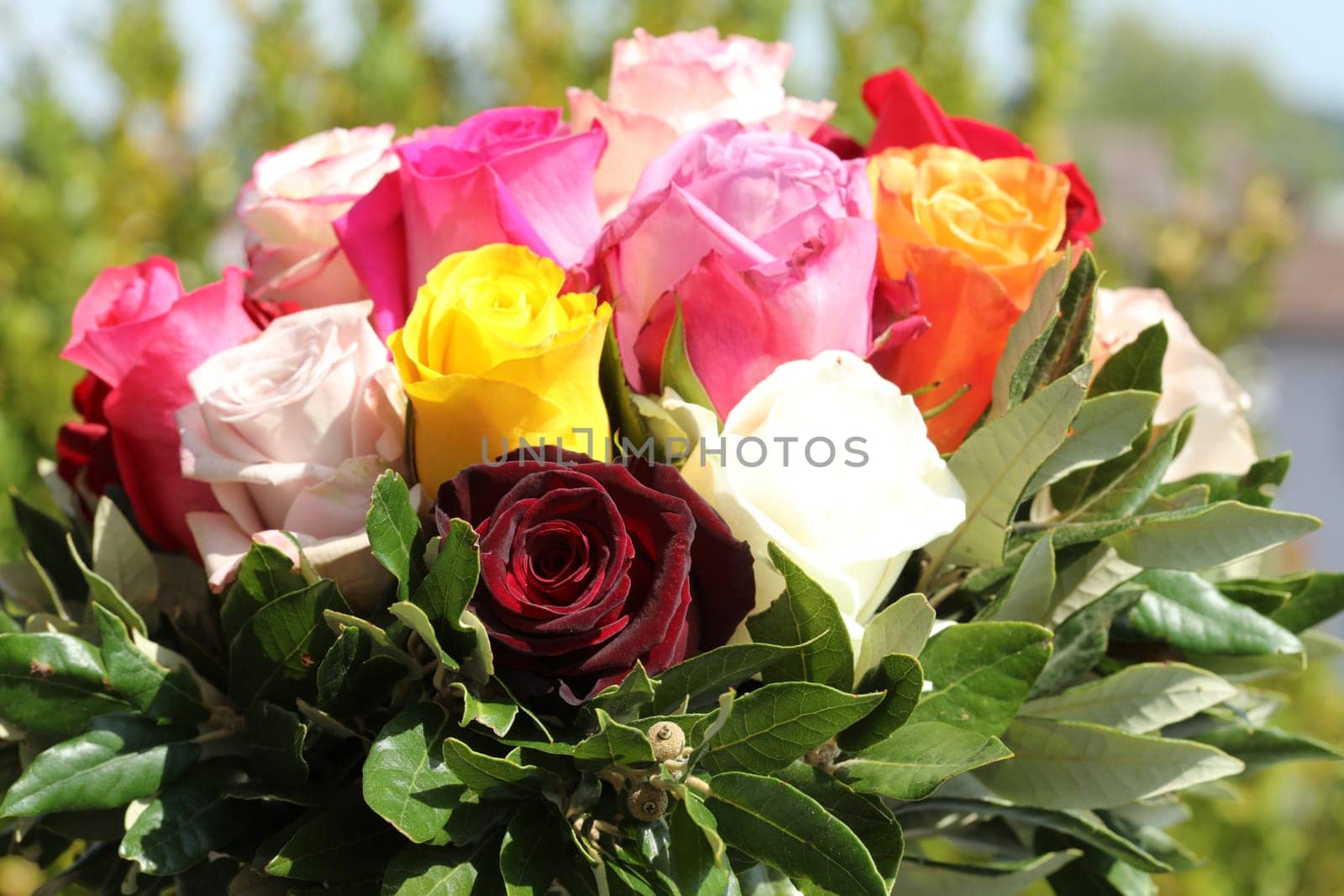 Bunch of Roses