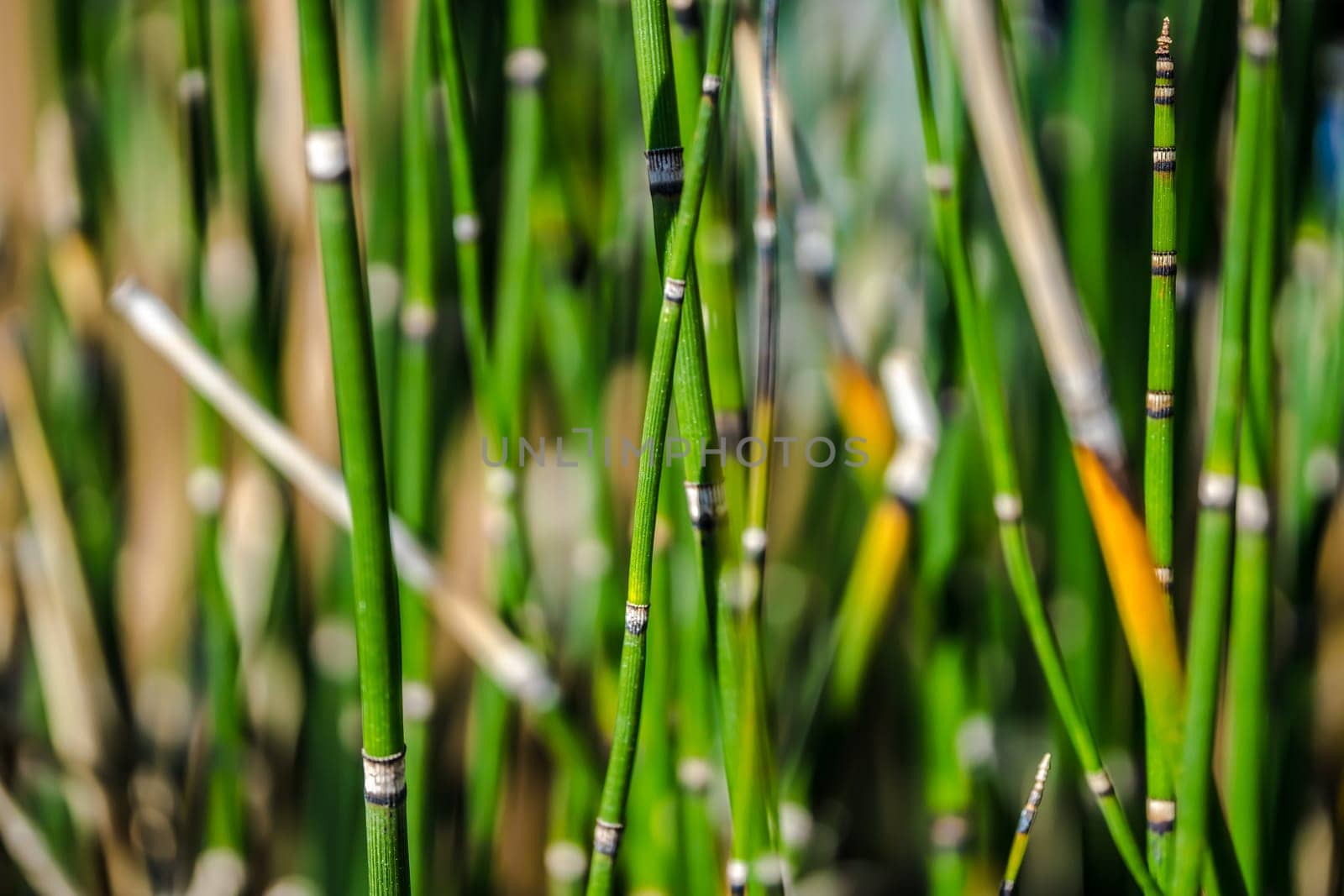 Abstract background with the image of green marsh plant sprouts - Horsetail wintering growing.