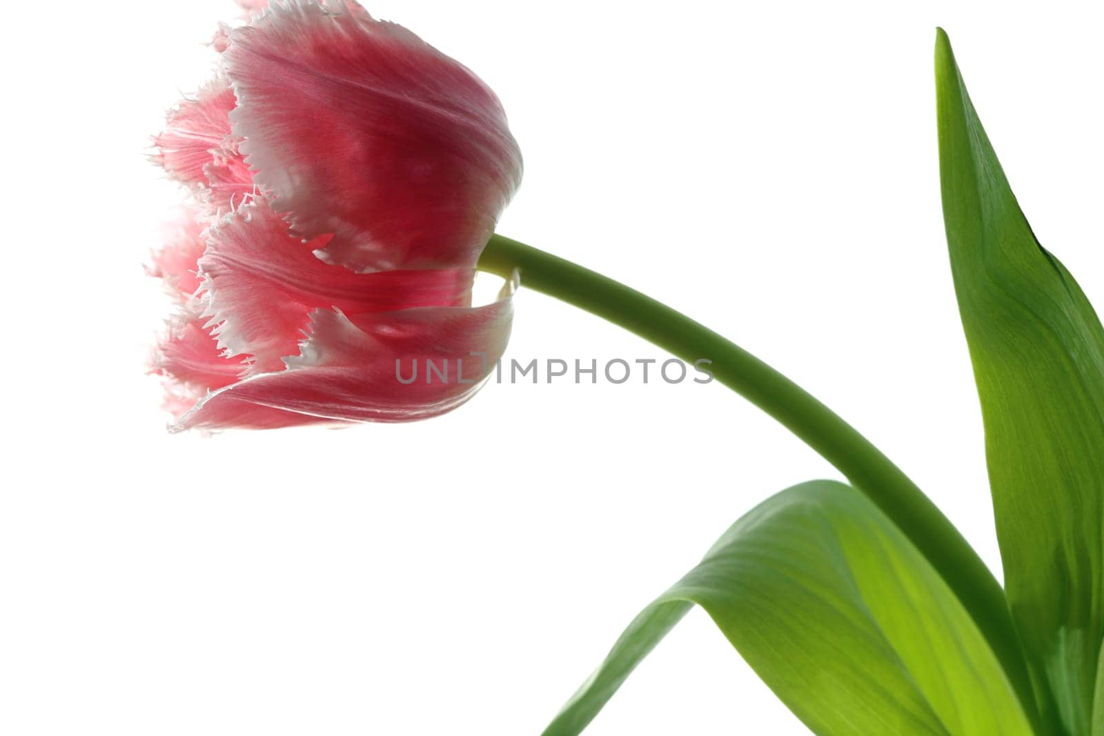 Tulip against white Background