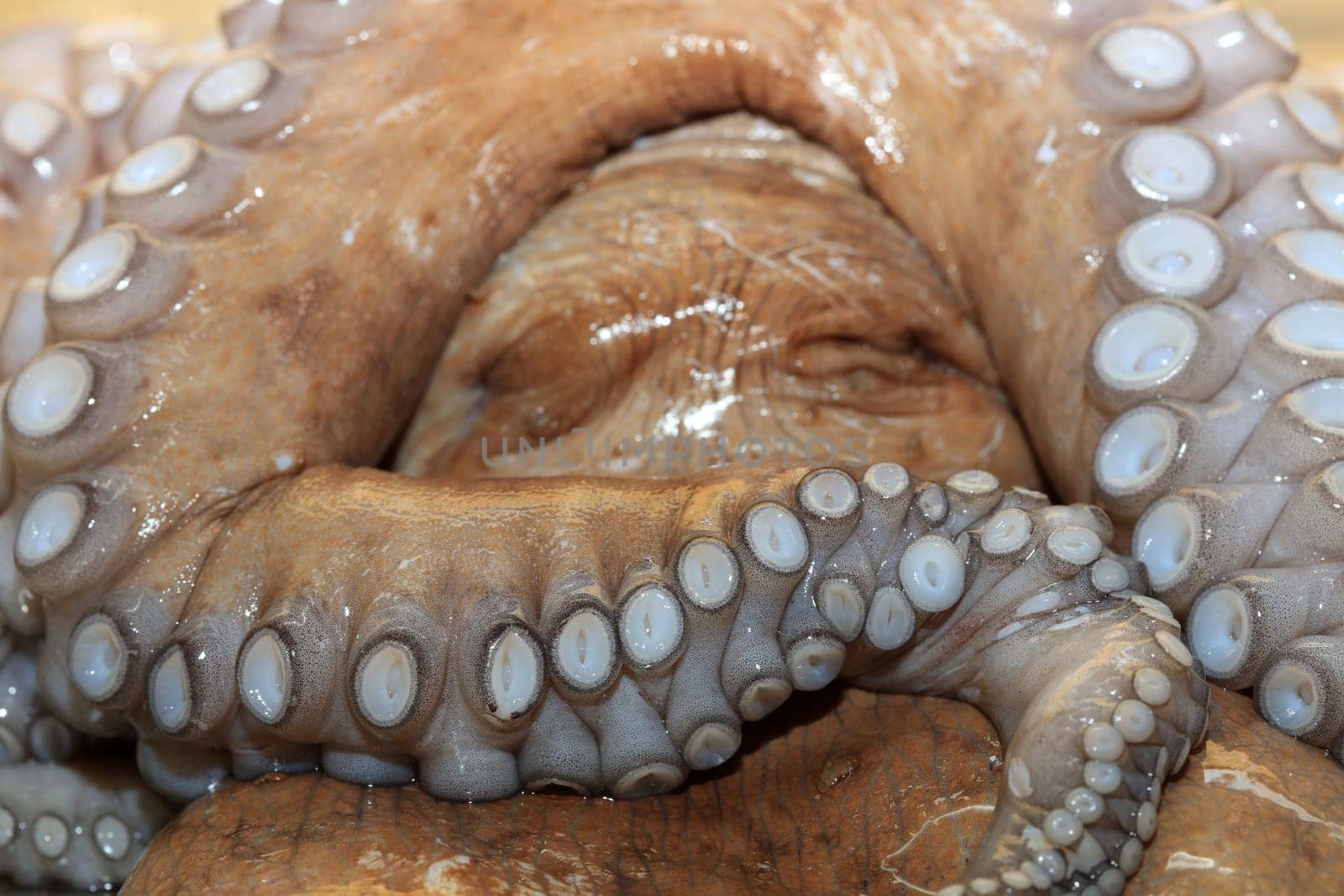 Raw Octopus