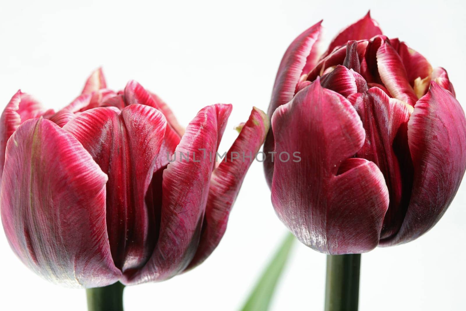 Tulip against white Background