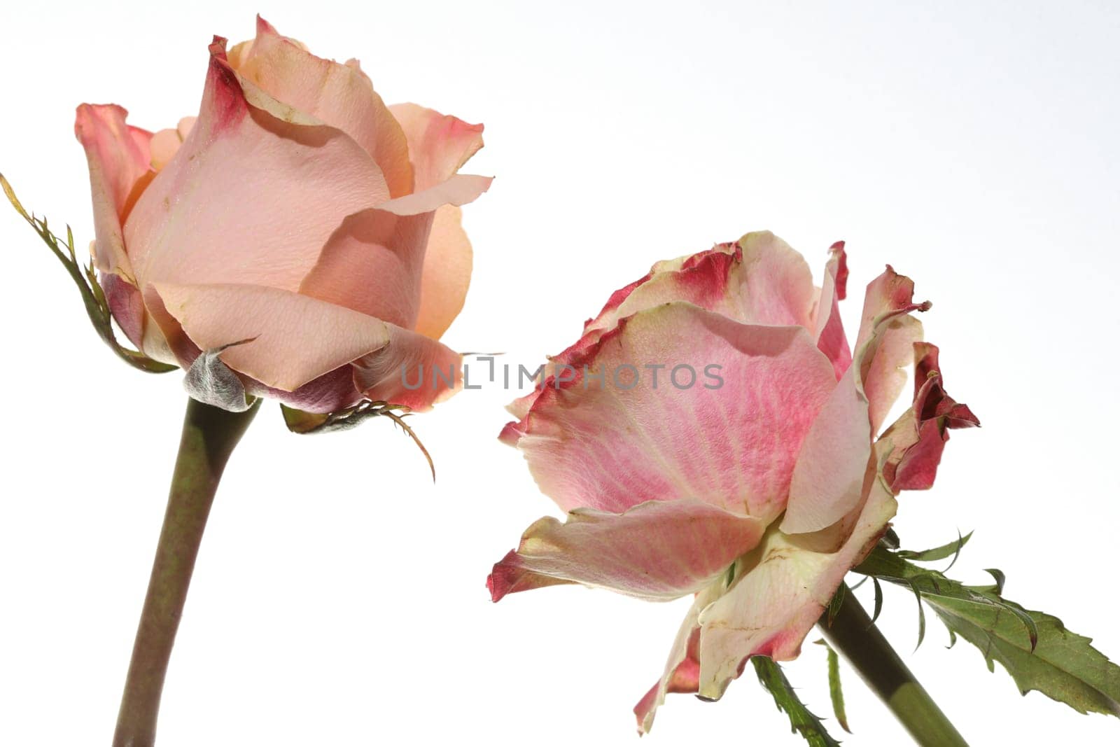 Rose against white Background