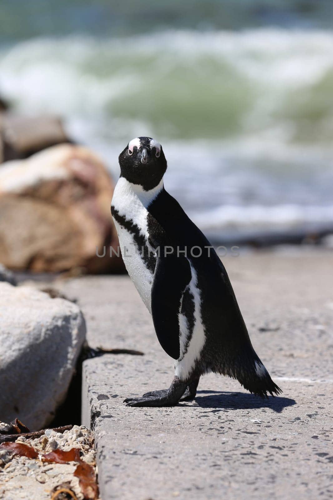 Jackass or African Penguin at Boulders Beach. South Africa