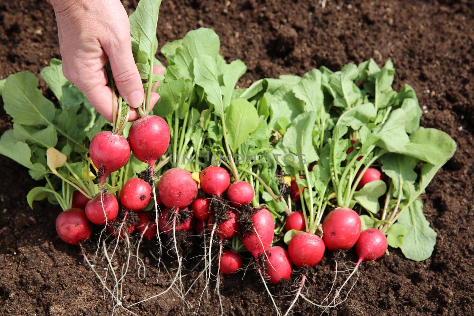Fresh harvest organic Radish on the Field