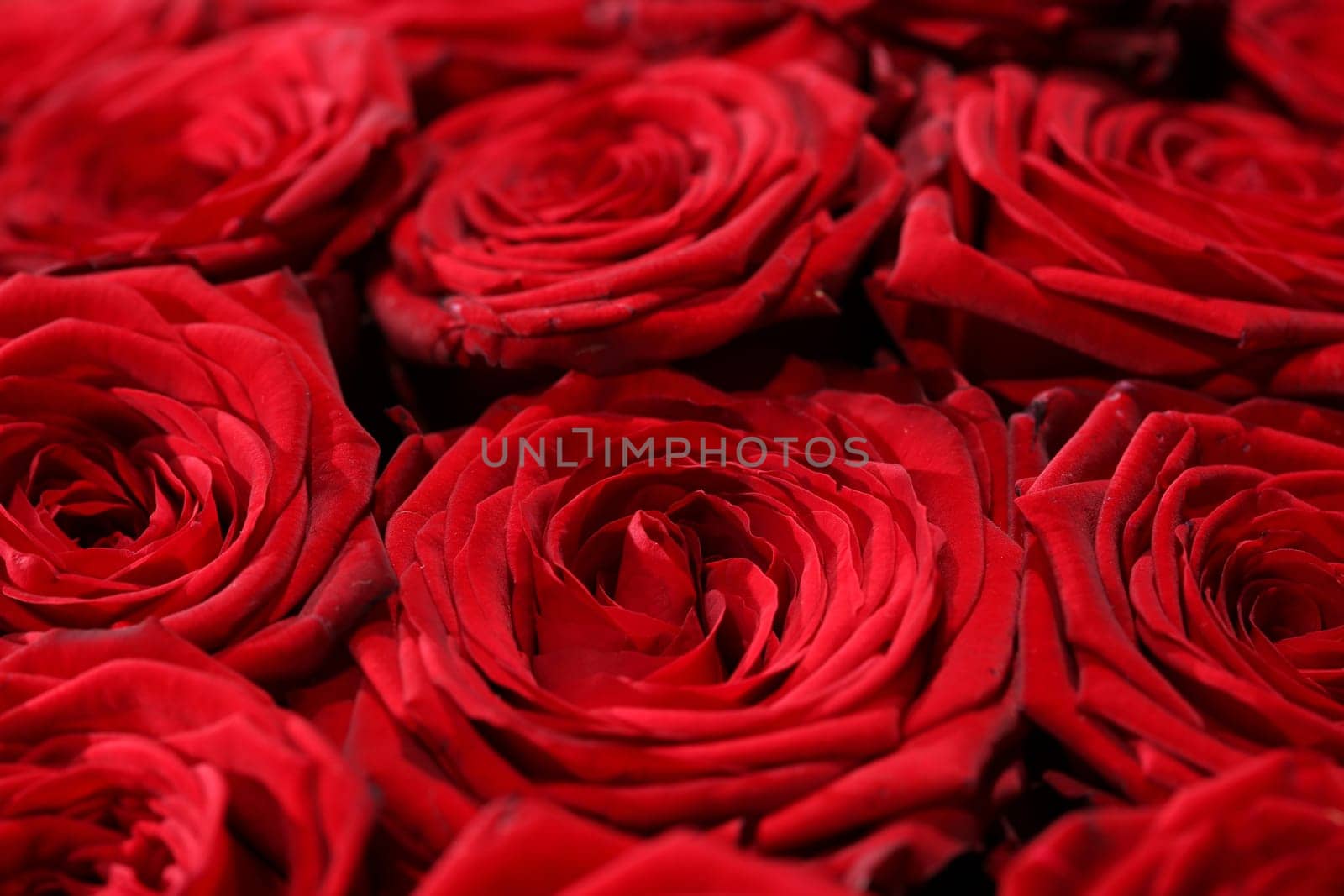 Bouquet of wonderful red Roses